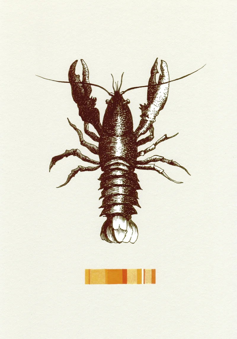 Atlantic Lobster Ink & gouache on paper 2014