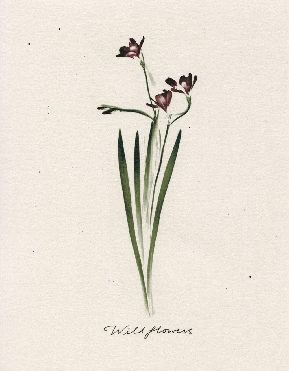 Wildflowers Open edition print 2010