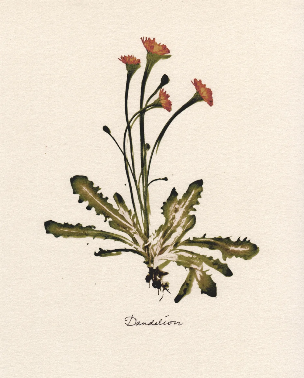 Dandelion Limited edition print 2010