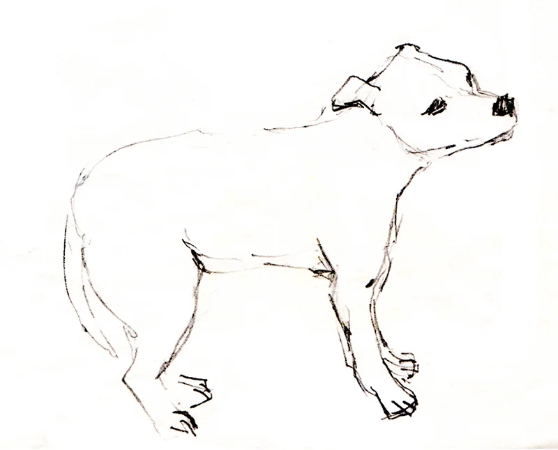 Dog Pencil drawing 1994