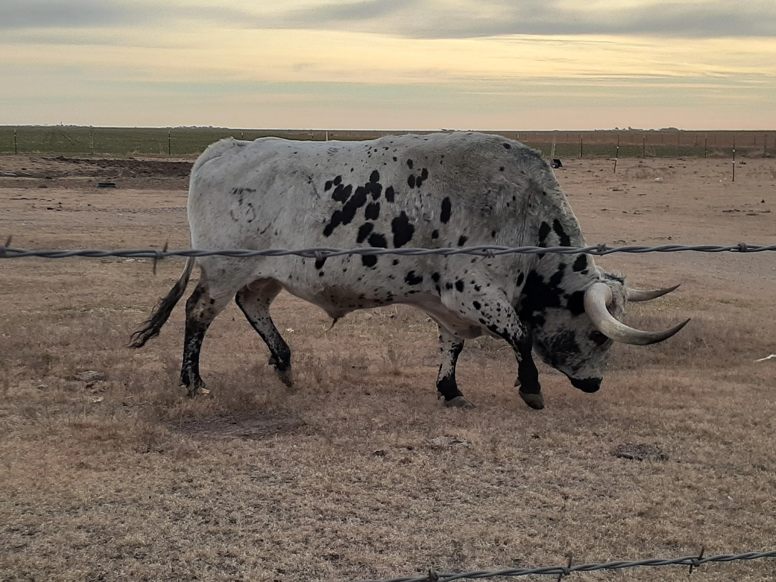longhorn w3alking uphill.jpg