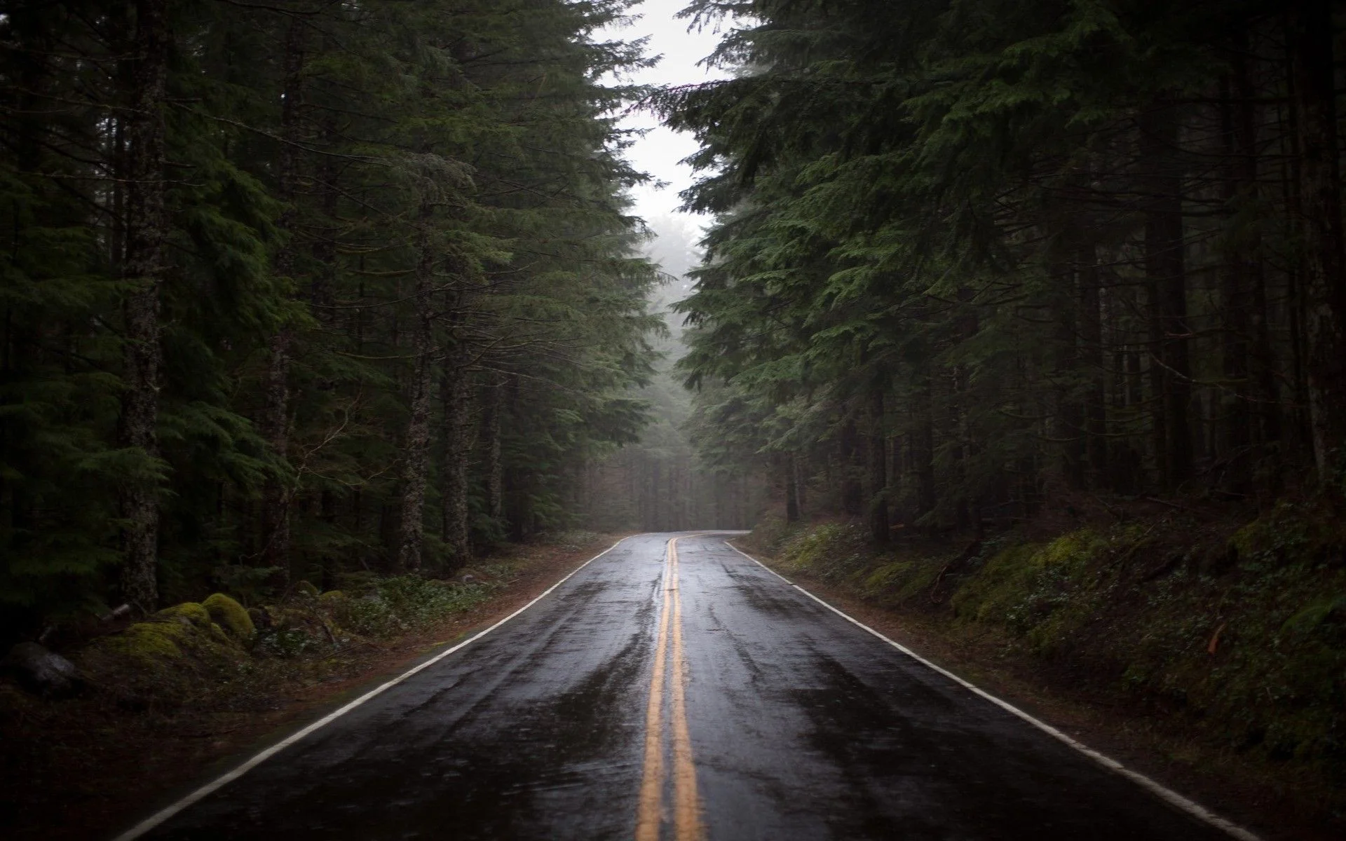 forest_road_wallpaper.jpg