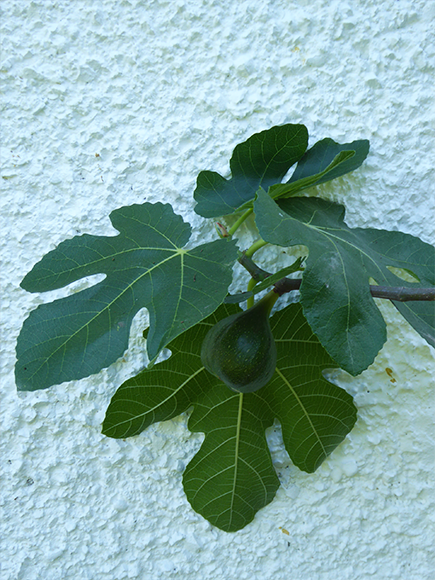 BOLD-SHAPES-GARDEN-4.png
