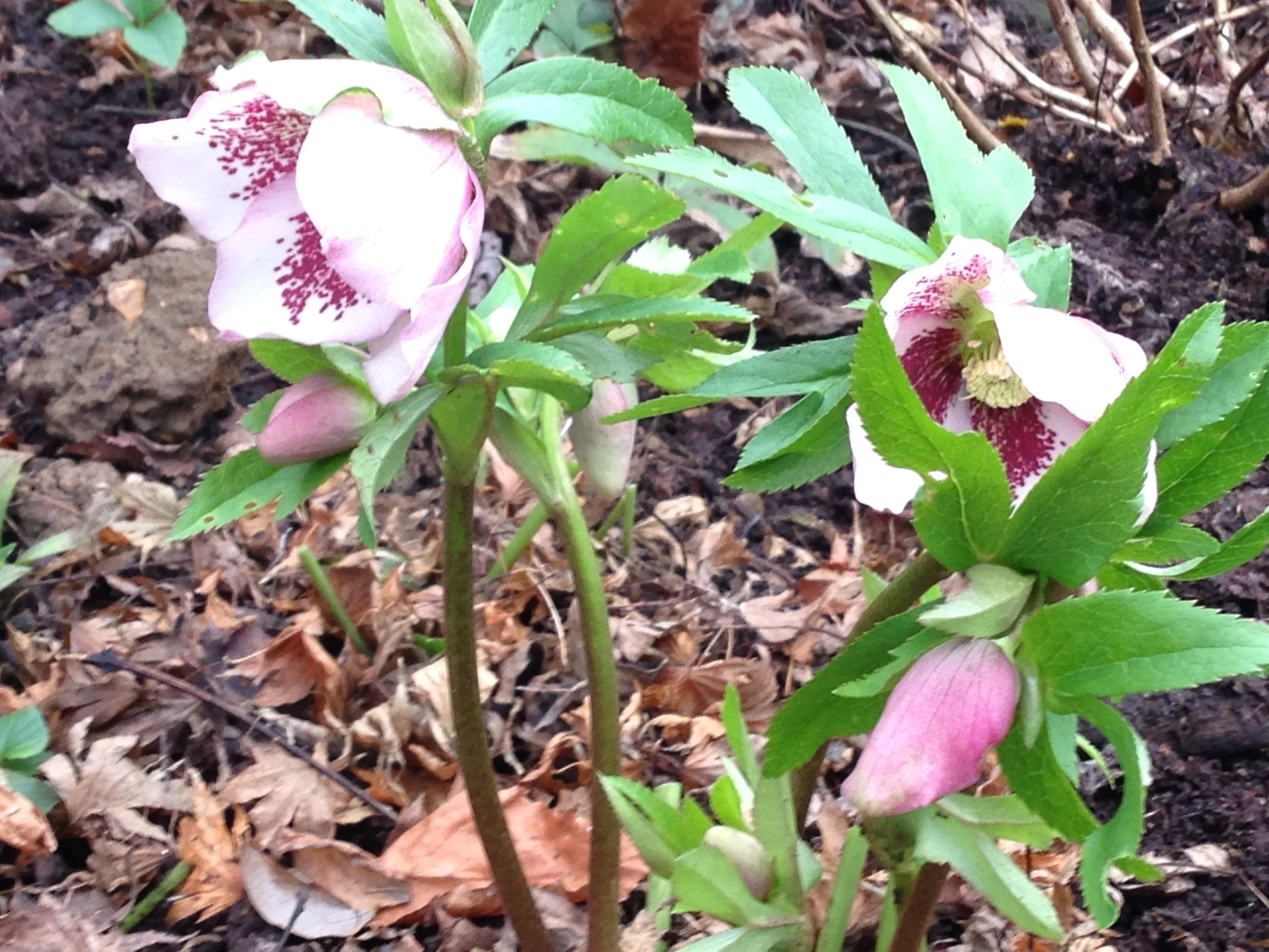 hellebore Dec 2015.jpg