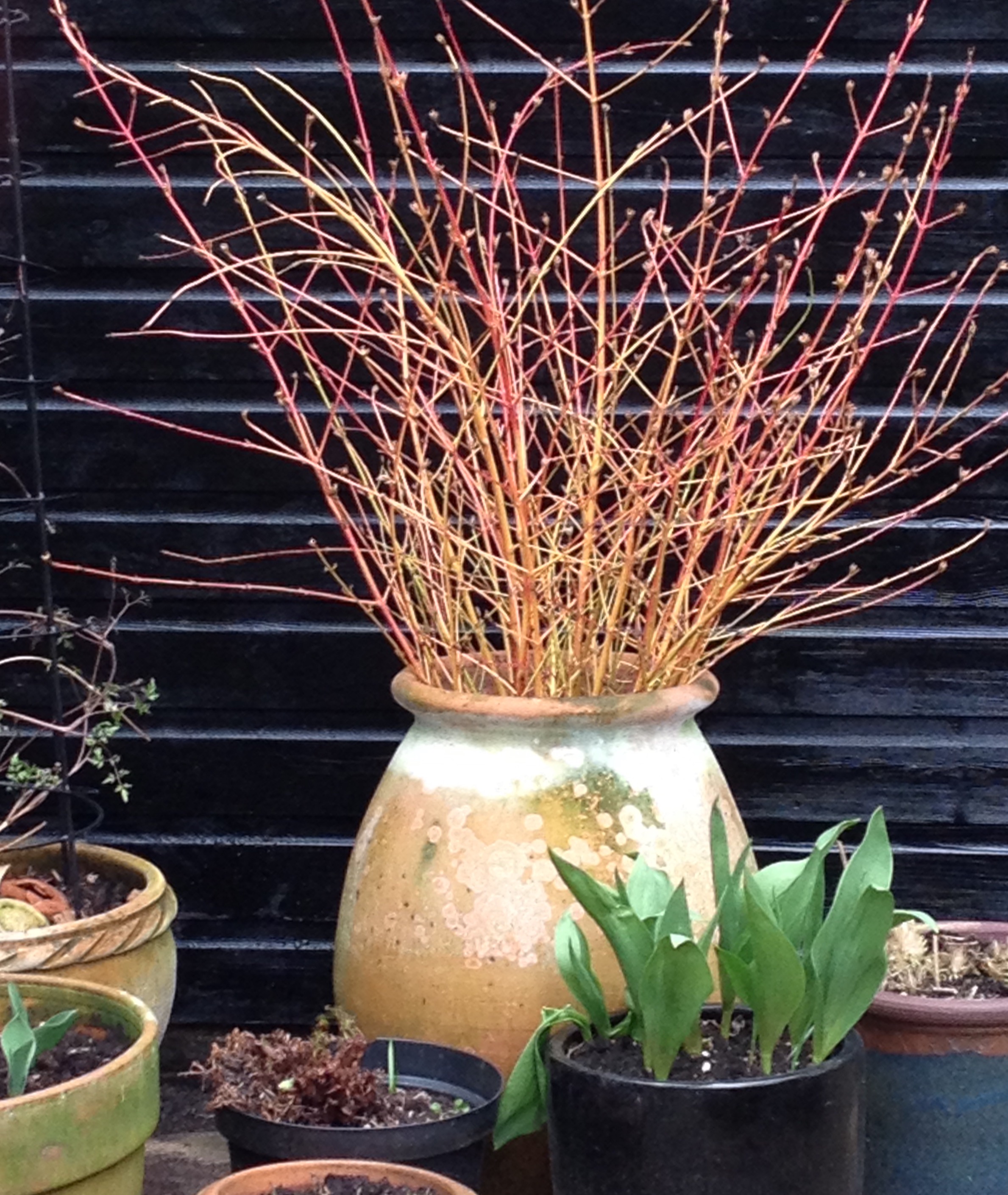 Cornus 3.jpg