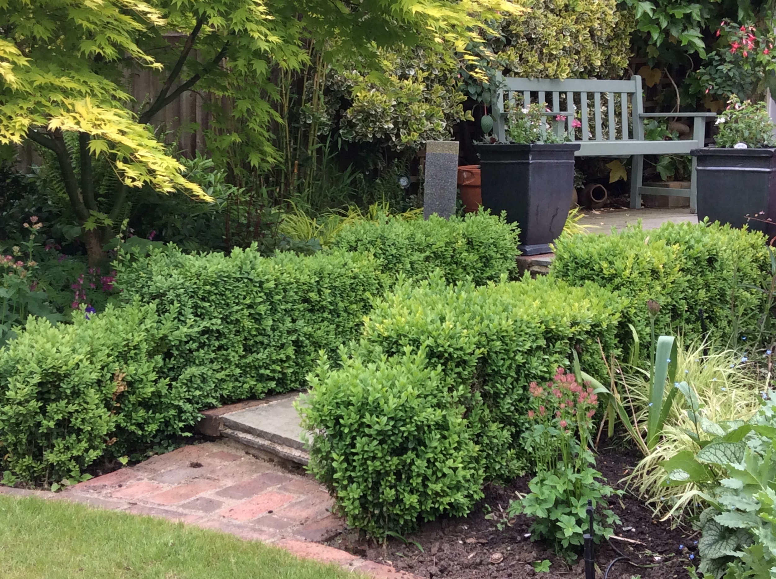 Buxus unpruned.jpg