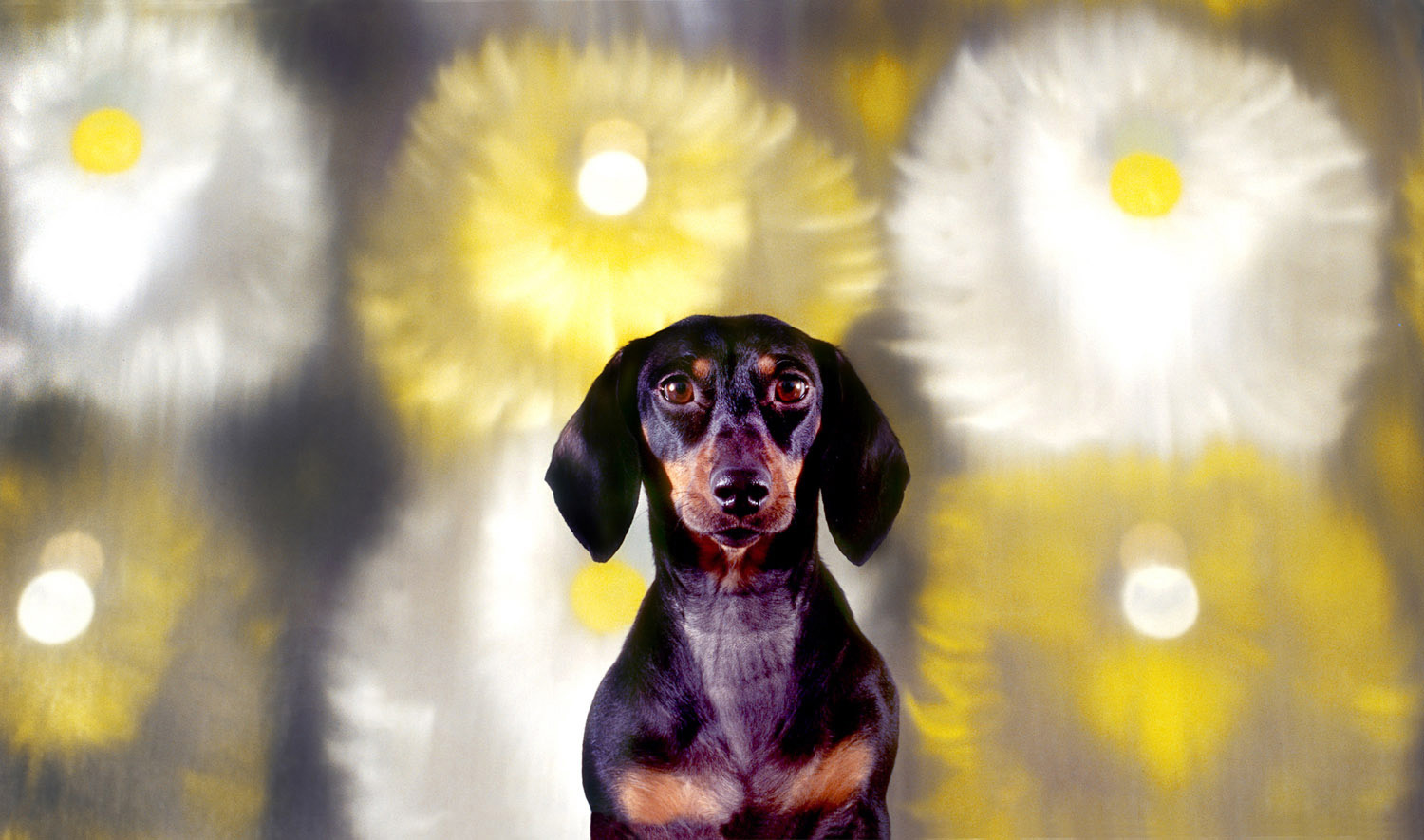 Minnie & painting by       Ross Bleckner