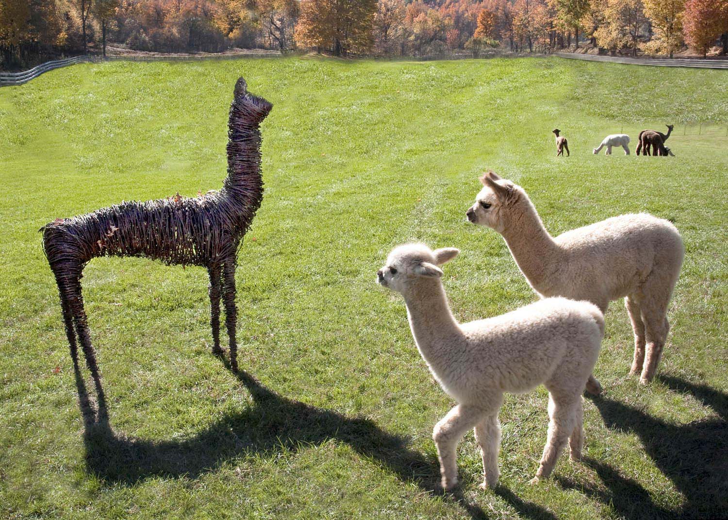 Alpacas & sculpture by Bob Godinez