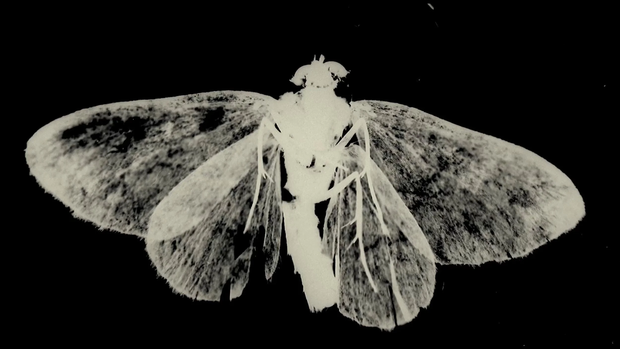 Moth front in copy.jpg