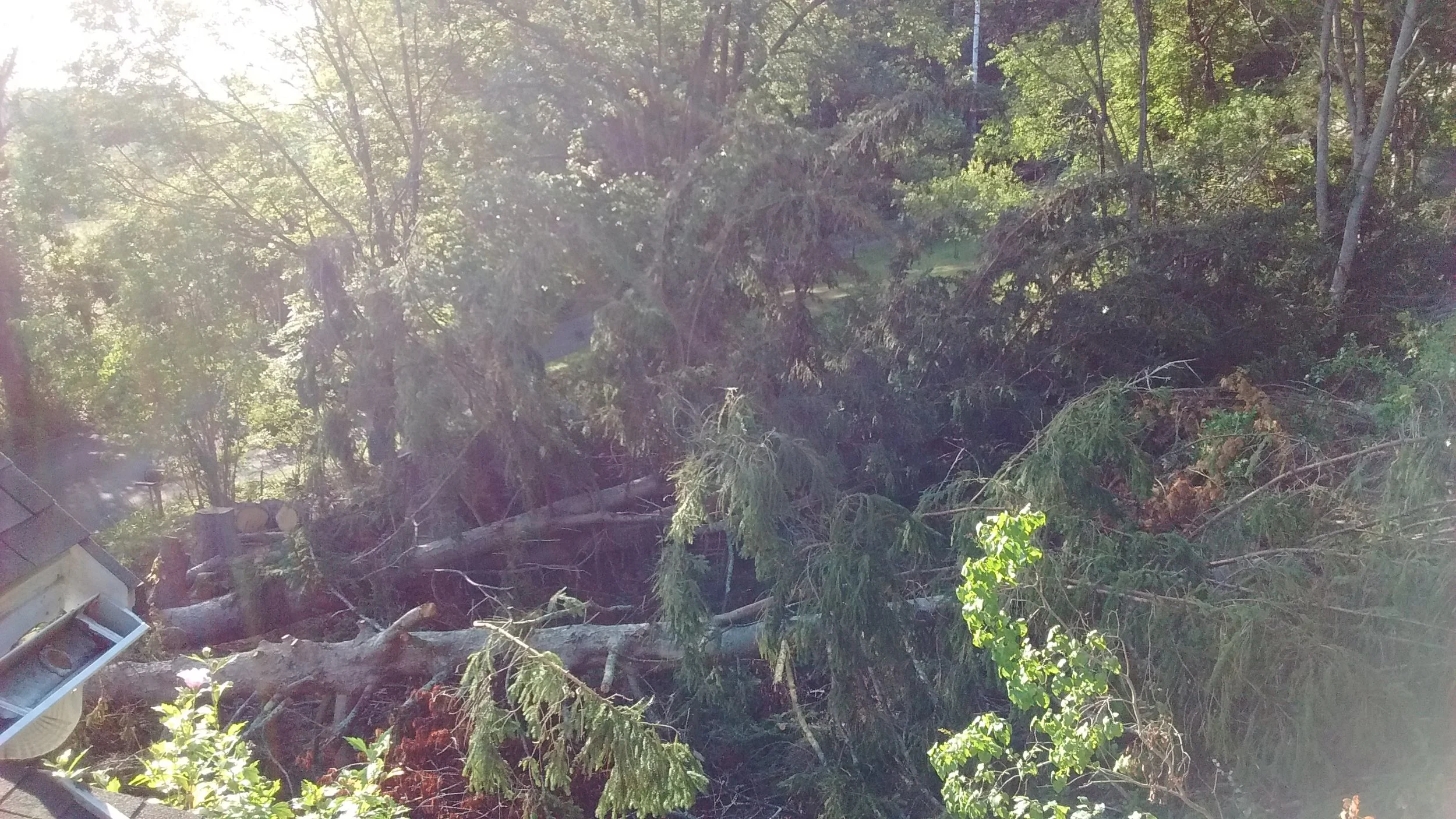 the spruces down across the back (taken on the roof)
