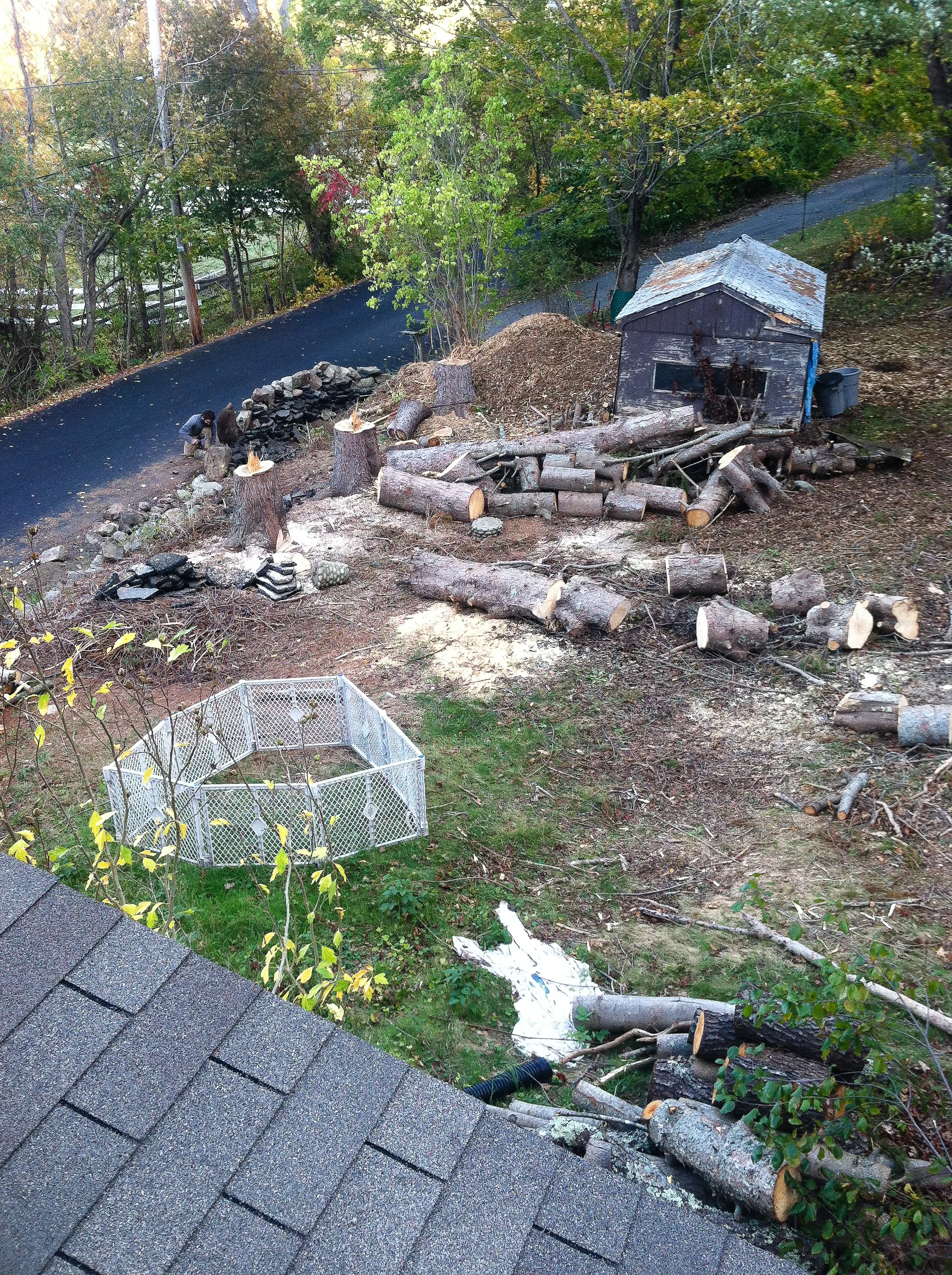 back from roof, spruces are cut up and most of the brush was wood chipped. rotting shed before removal. 