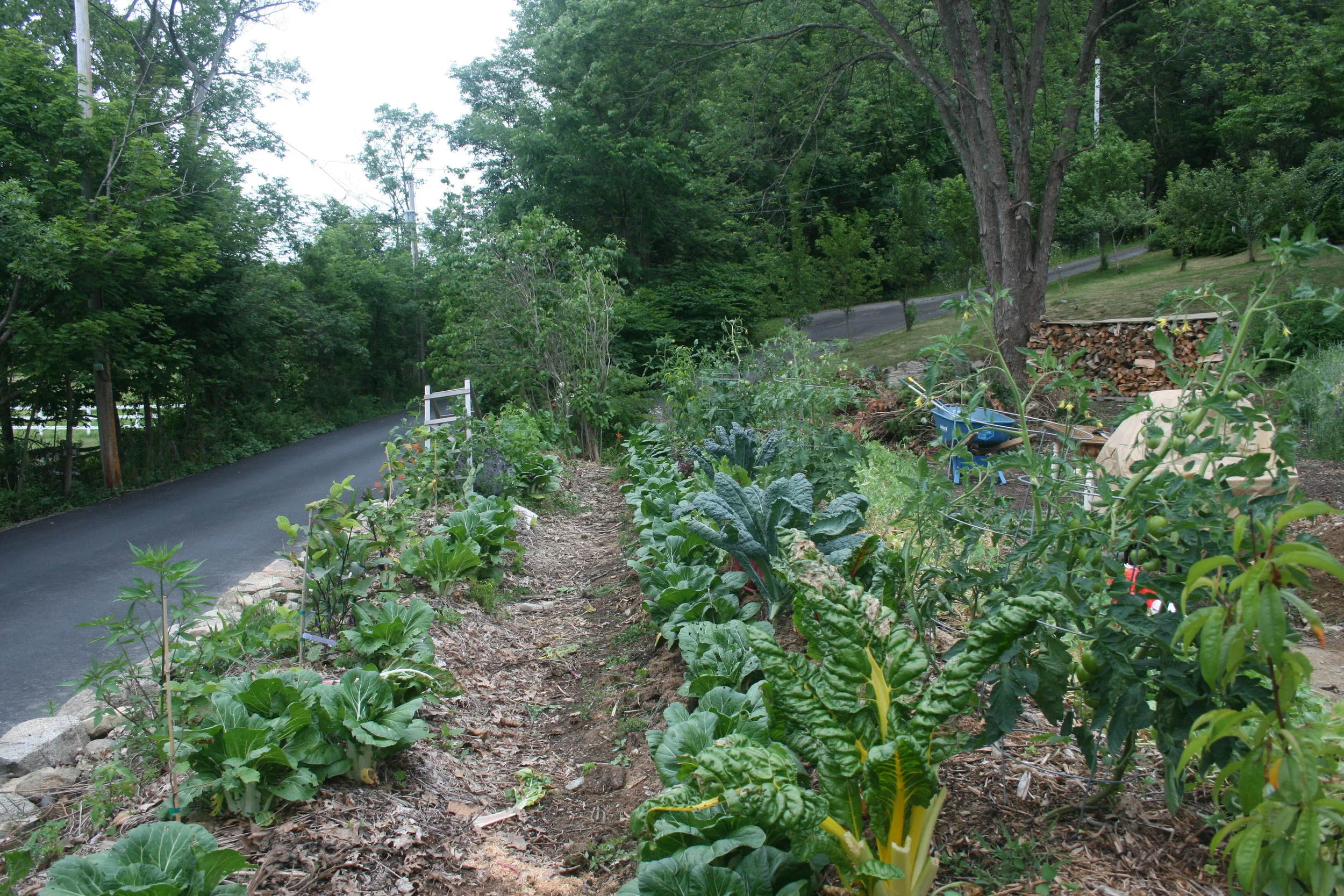 Here is those two bed this summer...planted and green! There is the beginnings of a hazelnut / raspberry hedge (interplanted with annuals) and a row of fruit trees / shrubs (peaches, cherry and seaberry, underplanted with annuals and perennial shrubs)