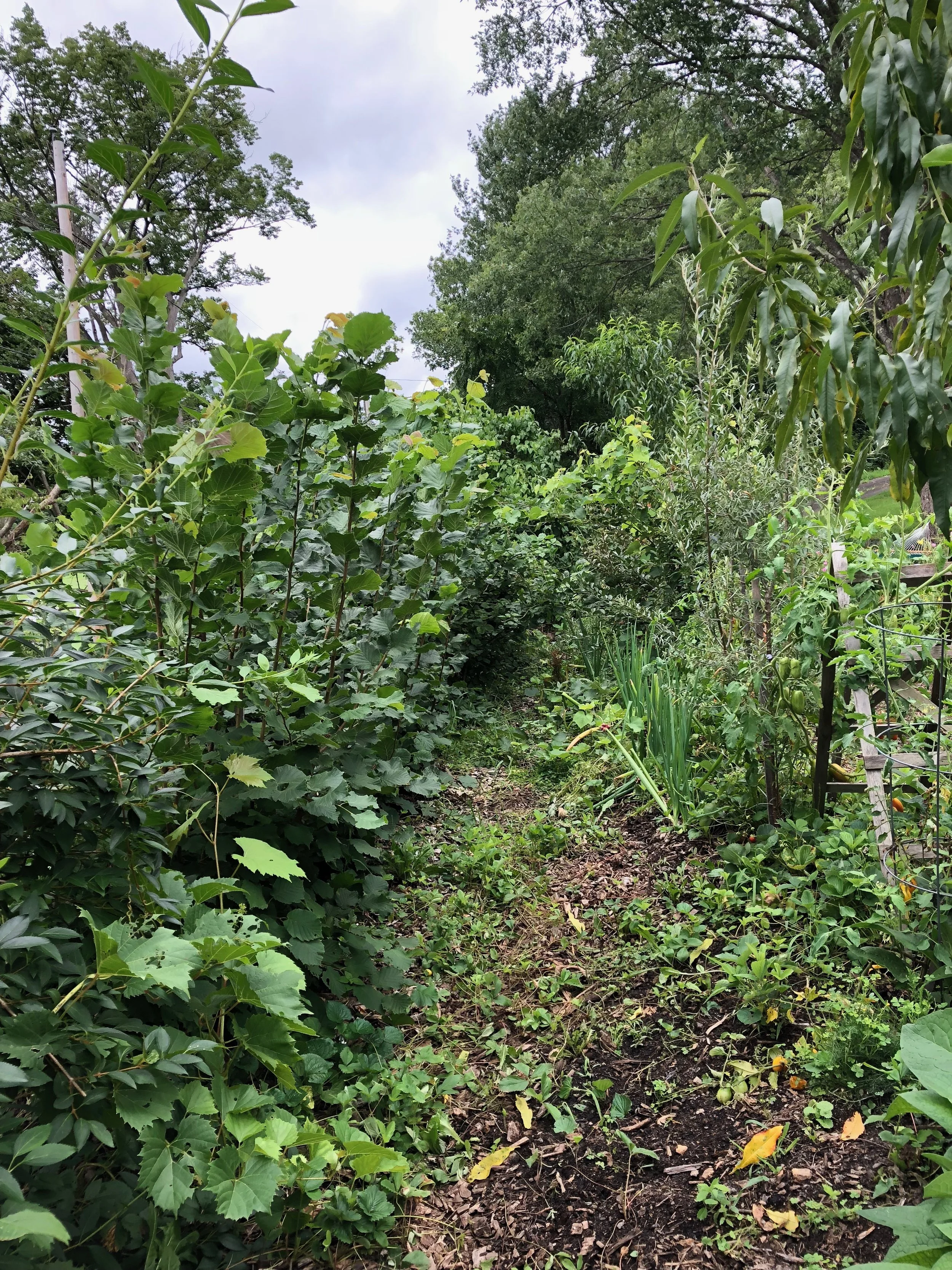 August 2018 The huglekultur beds explosion. We have hazelnuts, blackberries and raspberries on right. But give the massive growth of the blackberries, we are moving them this fall, we are adding mid slop terraces to our existing terraces and these will go with two other that are on the slope behind the root cellar. Under the fruit trees and shrubs on the left, we have a few annuals that are now crowded out. There is a mix of herbaceous perennials (echinacea, comfrey, lavender, yarrow, walking onions, etc.) and a ground cover of both woodland strawberries and some ever bearing strawberries.