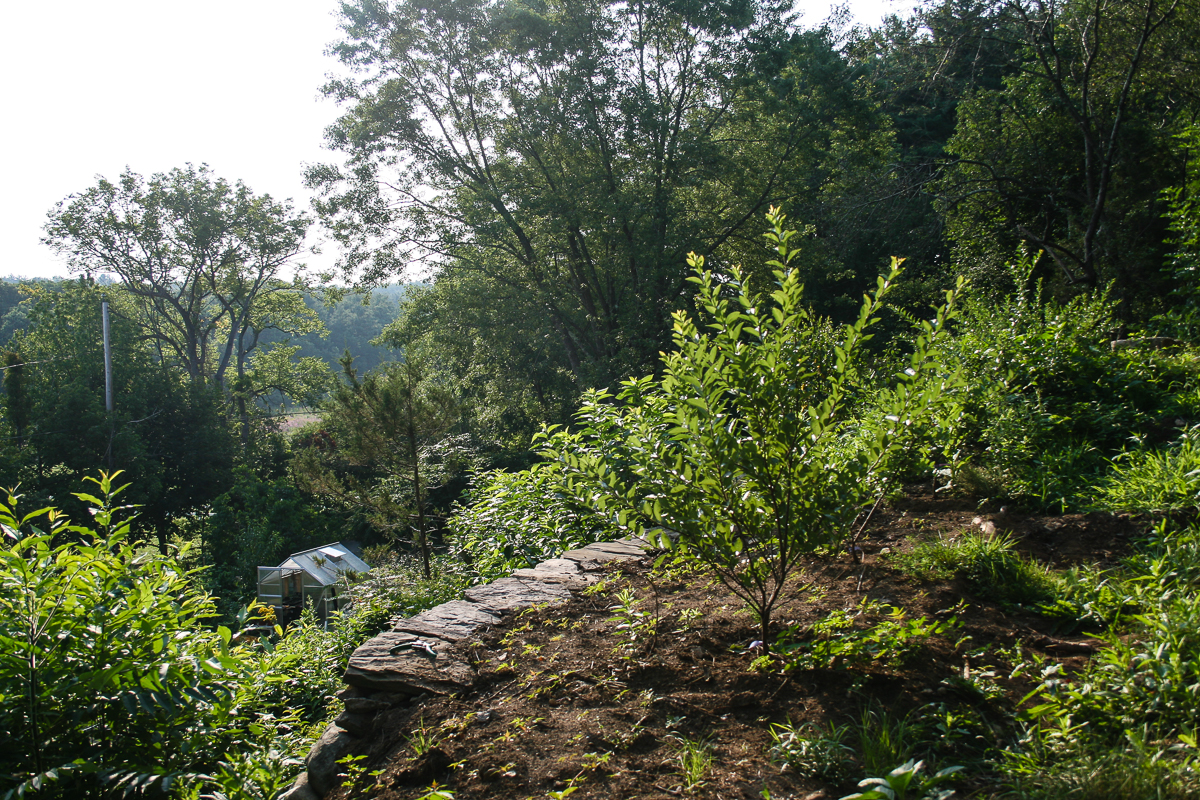 August 2017 A view from the beach plum terrace peaking into the back yard