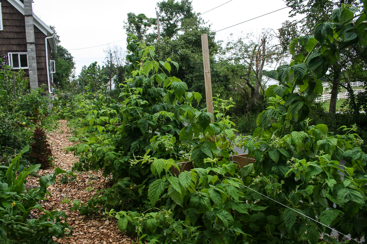 August 2017 The hugelkultur beds by the road.