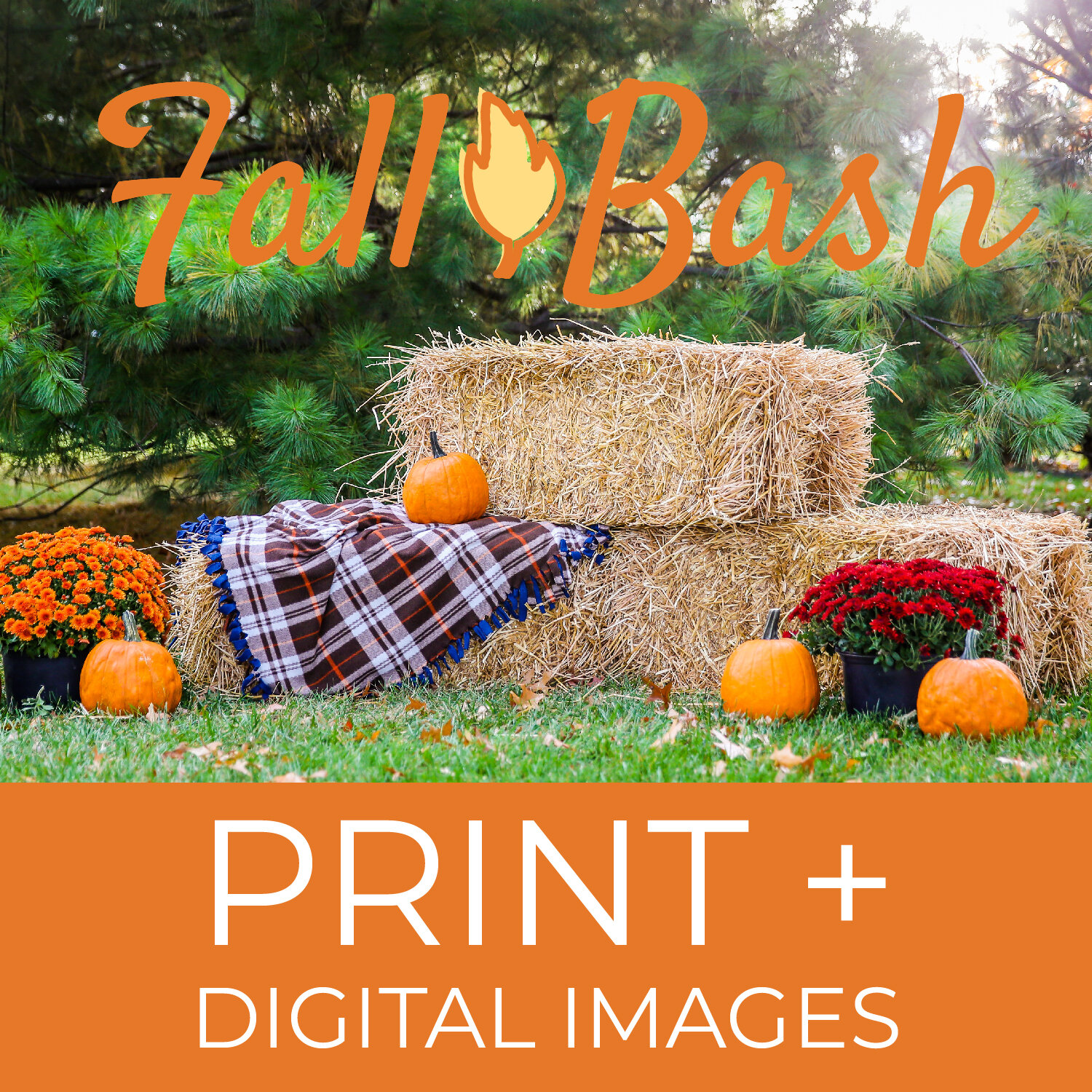 print digital 4x6 photos