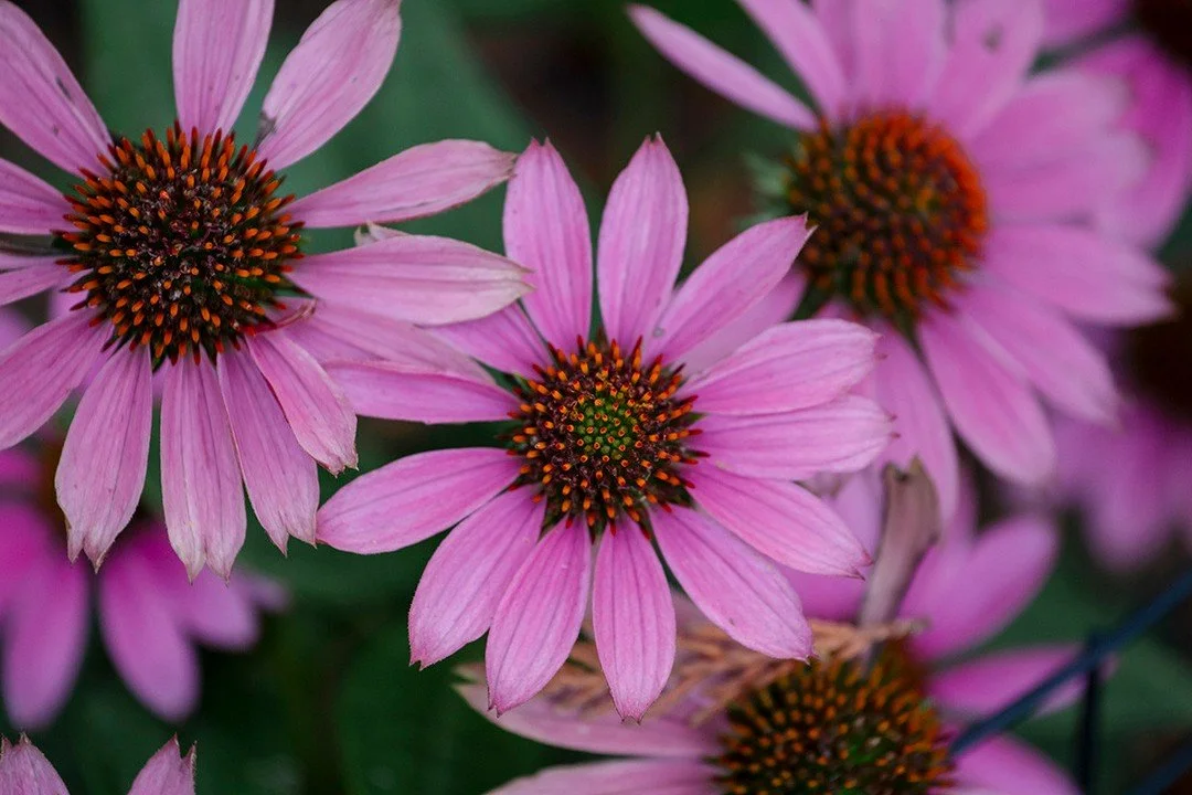 We focus on using locally grown and certified organic ingredients to make fresh and nourishing products that are gentle and effective for all skin types.⁠
One of my favorite ingredients is echinacea in our  Echinacea &amp; Chamomile Cleansing Balm.🌼