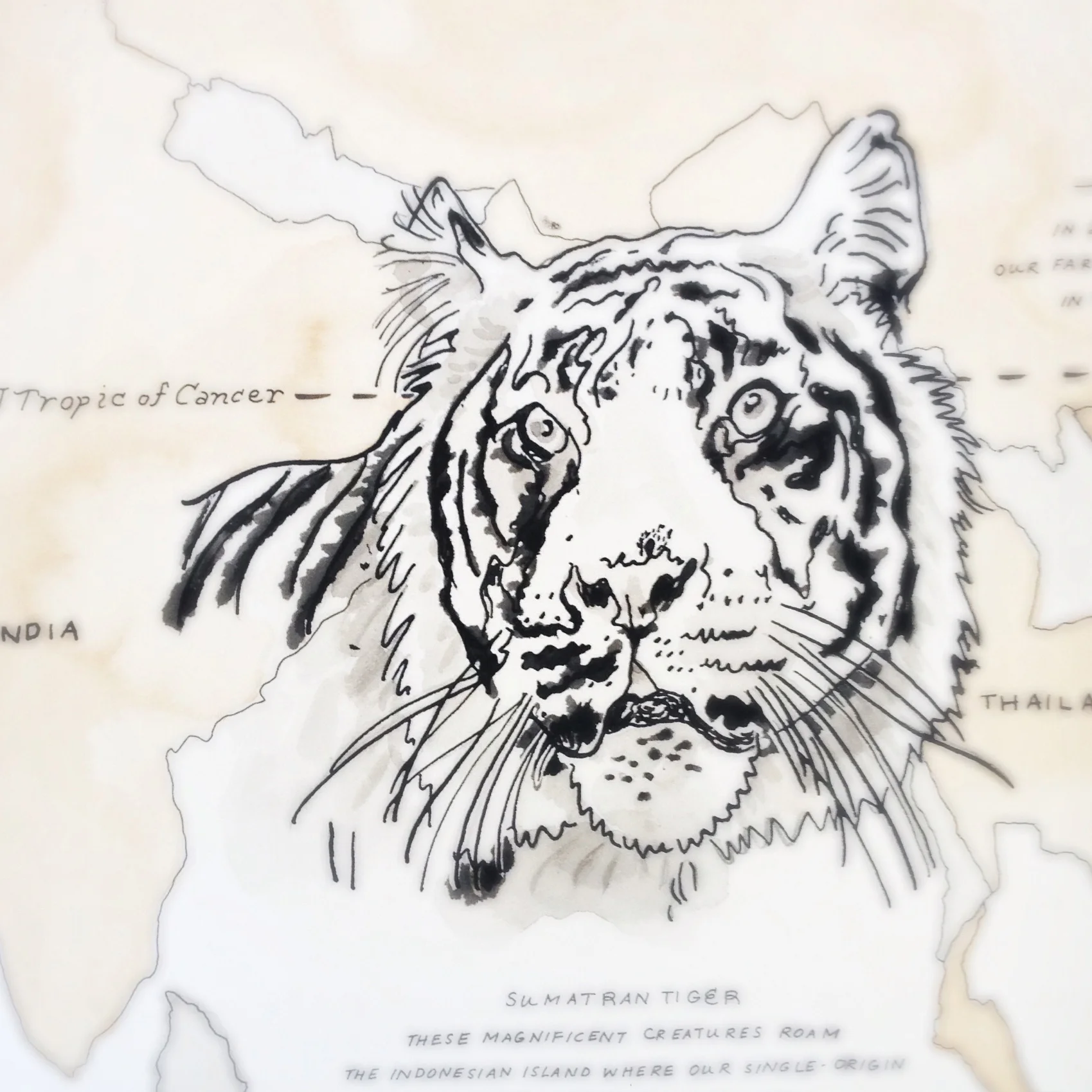 tiger cropped.jpg