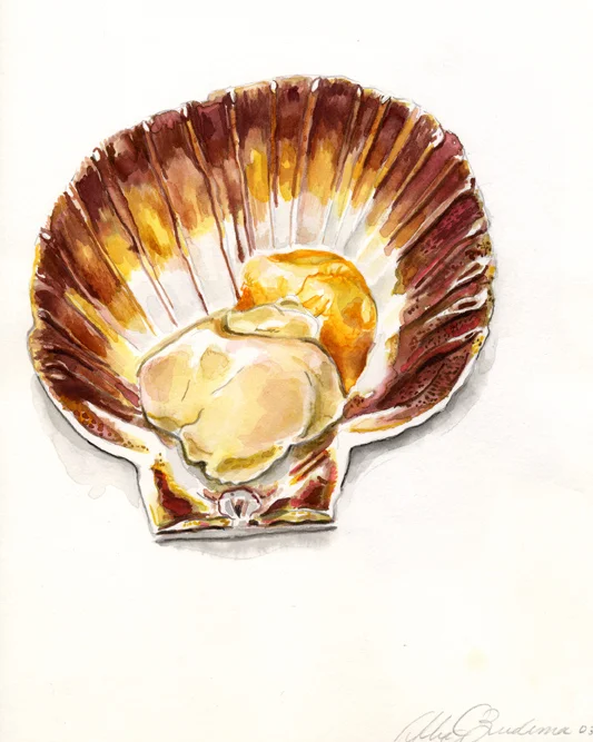scallop.jpg