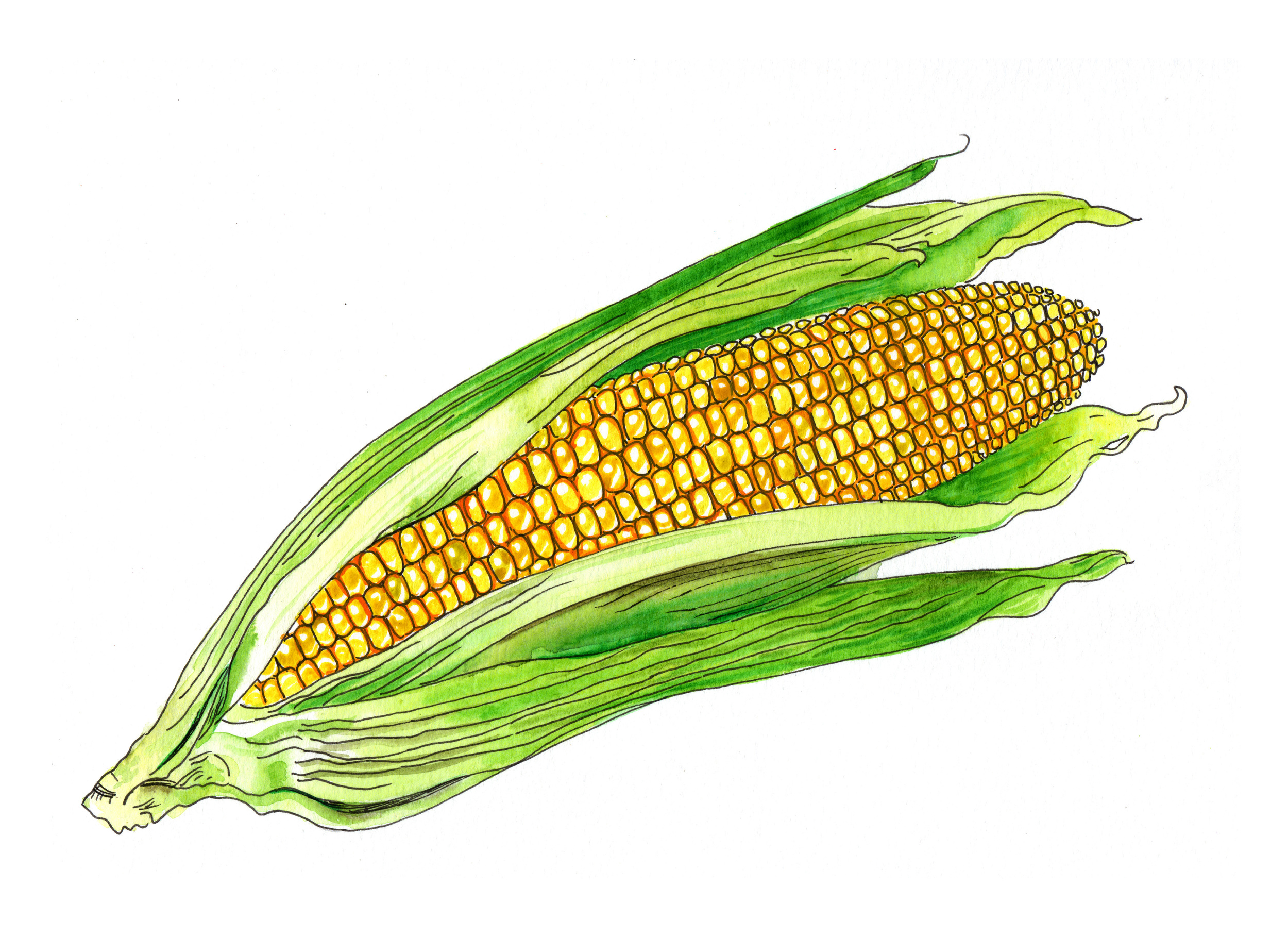 corn color.jpg