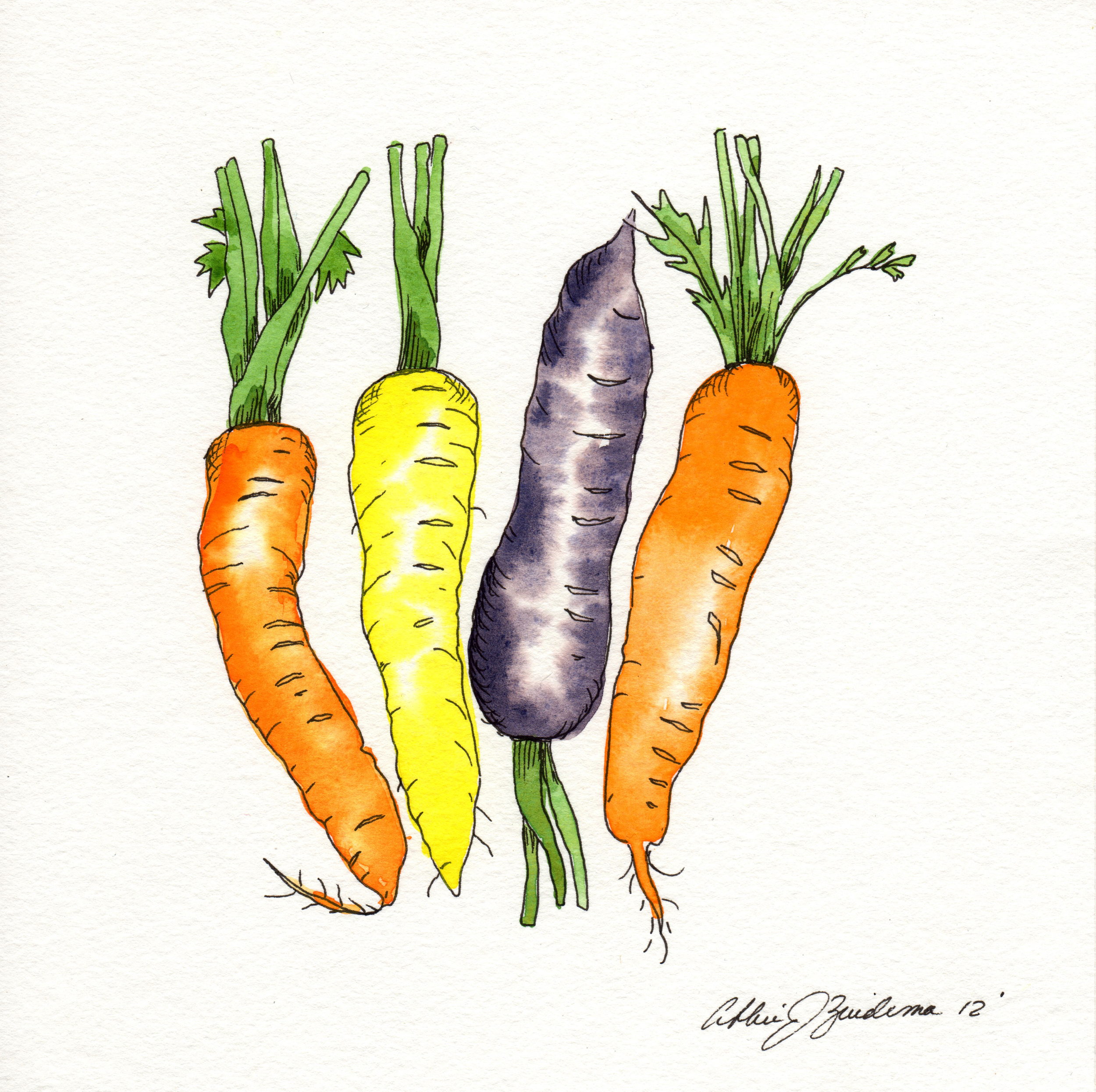 carrots multi colored short stems.jpg