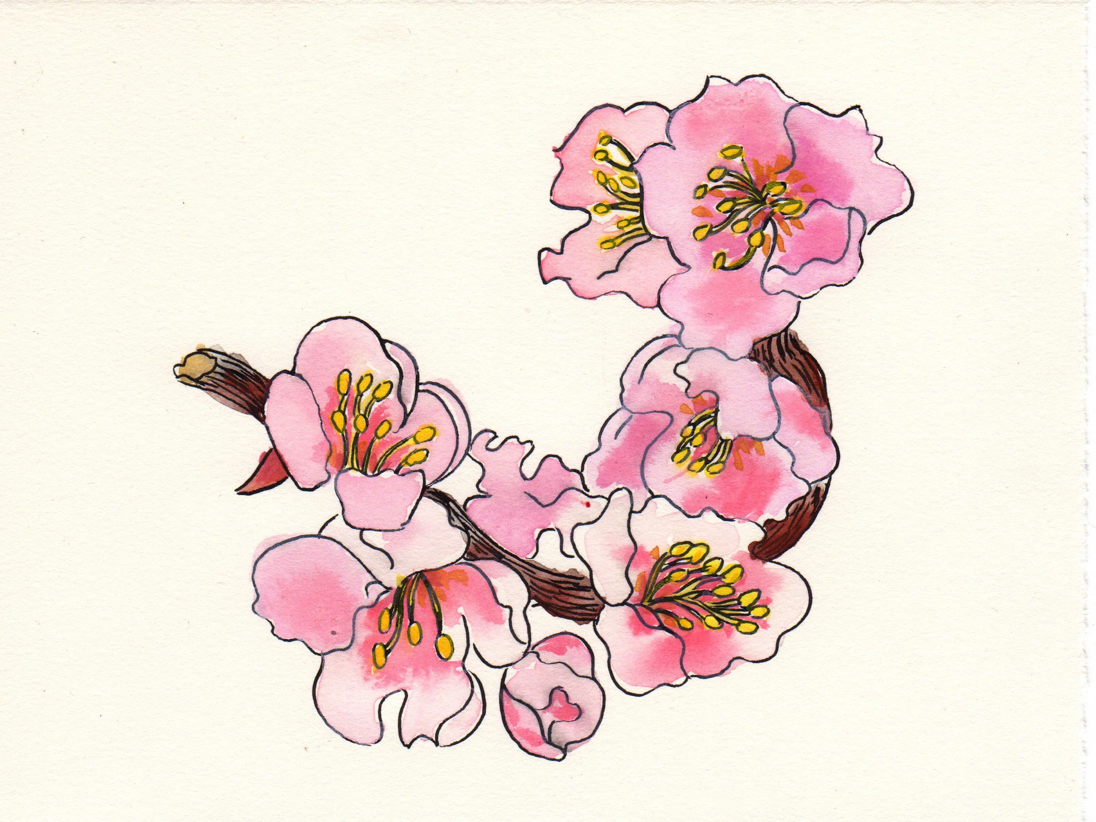 cherry blossom .jpeg