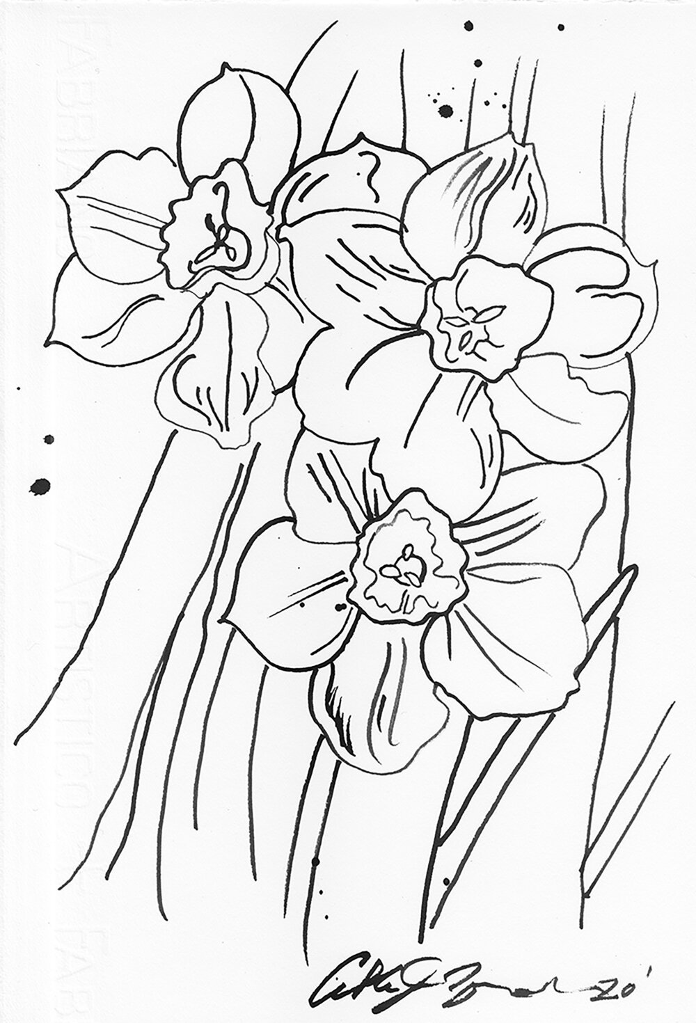 Daffodils On The Go Abbie J Zuidema