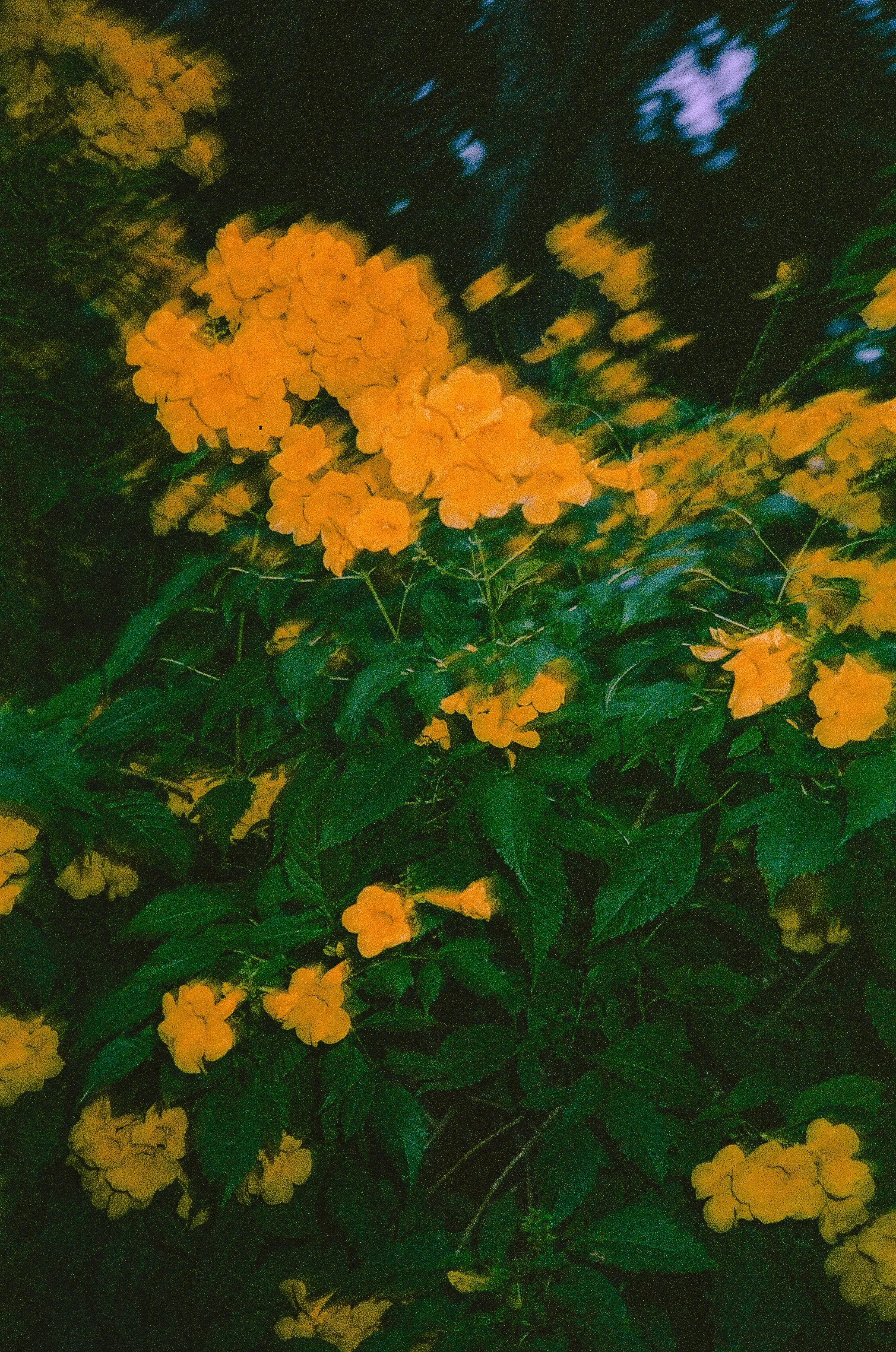 260809237779010015.jpg