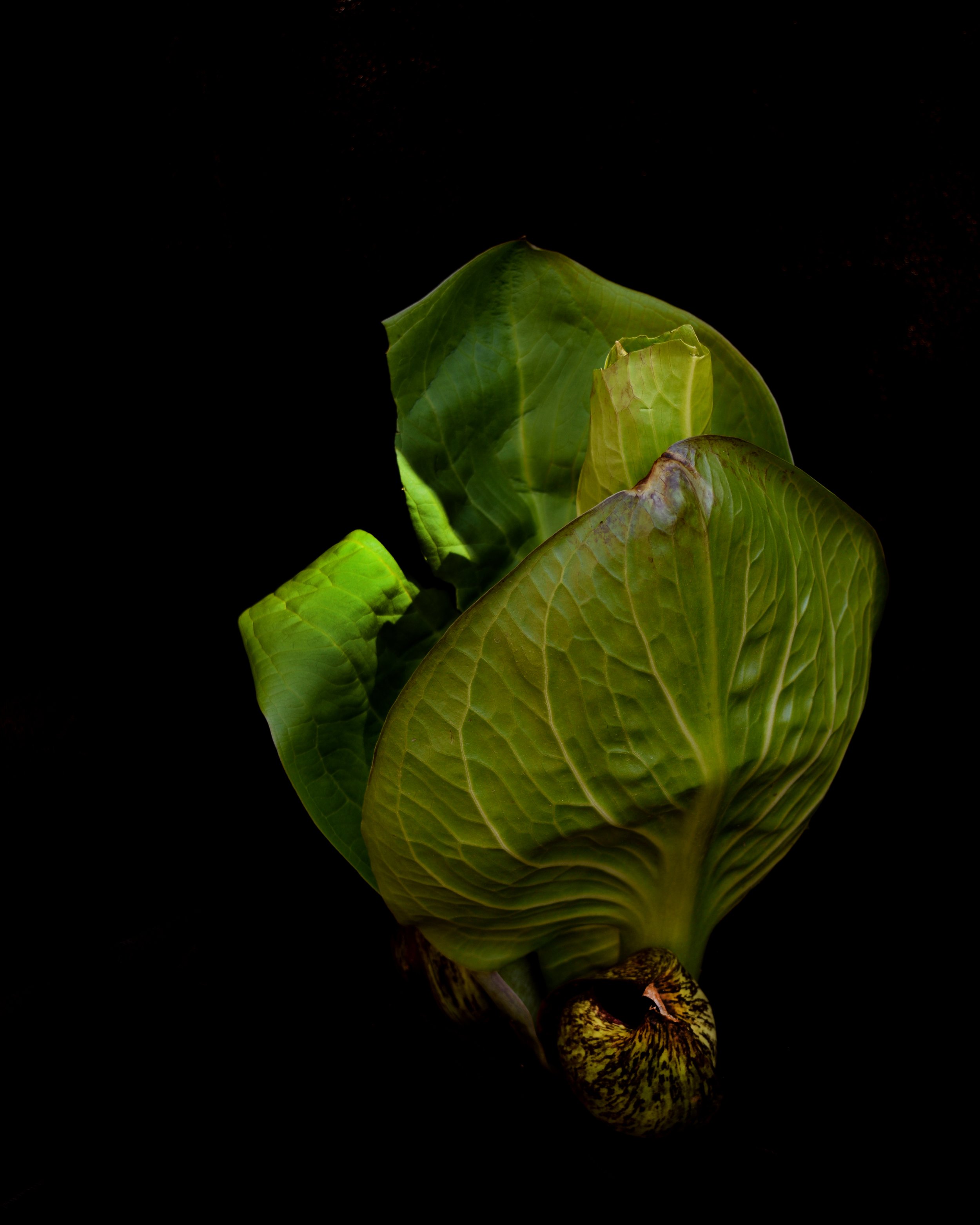 Skunk Cabbage 3.jpg