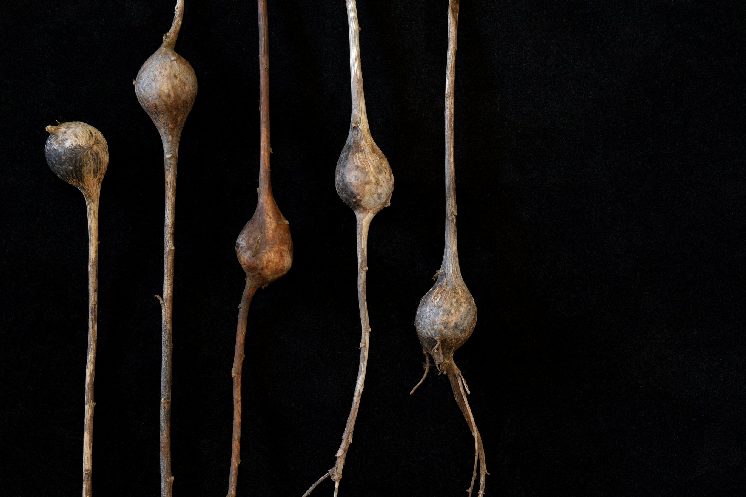 Goldenrod Galls