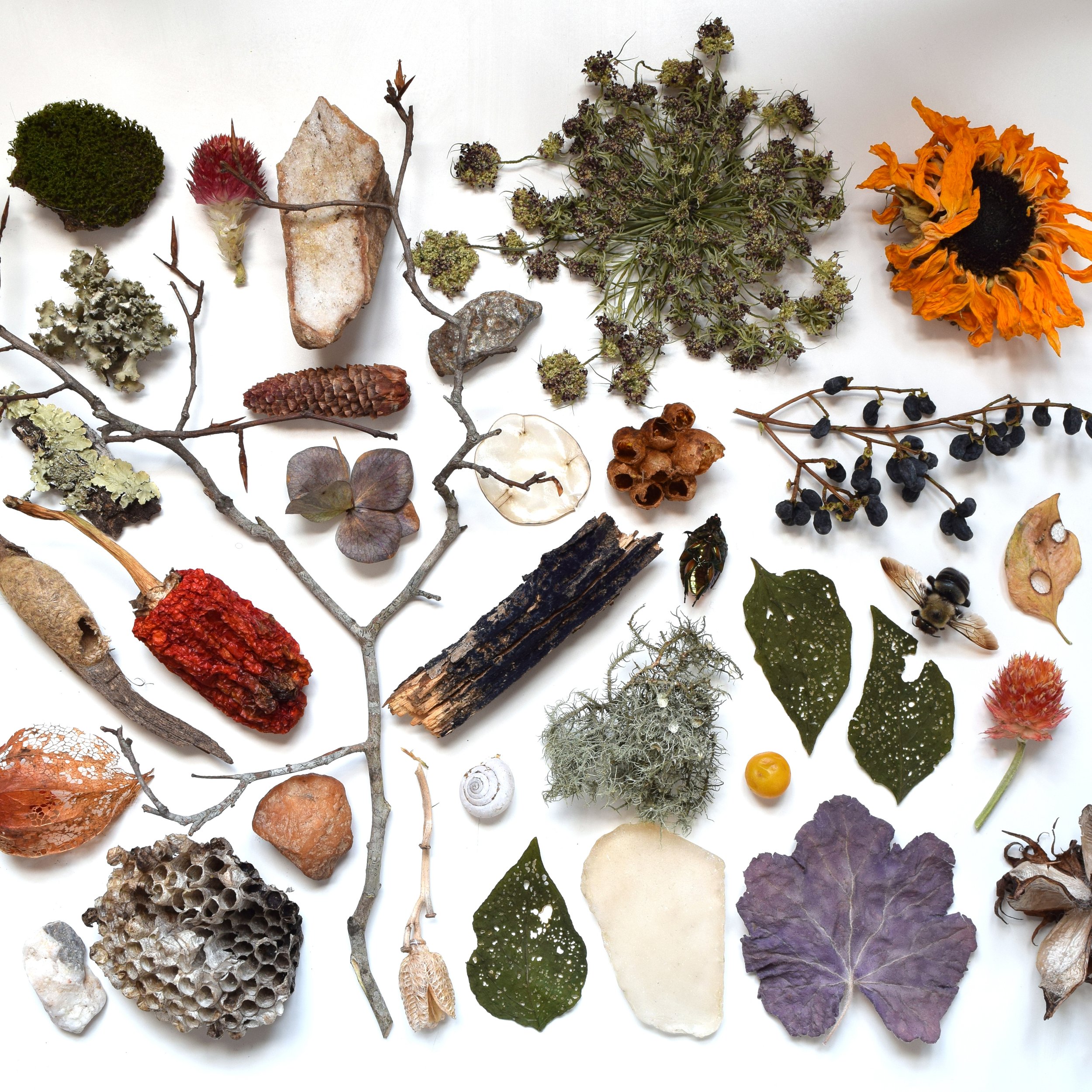 Dried Collection