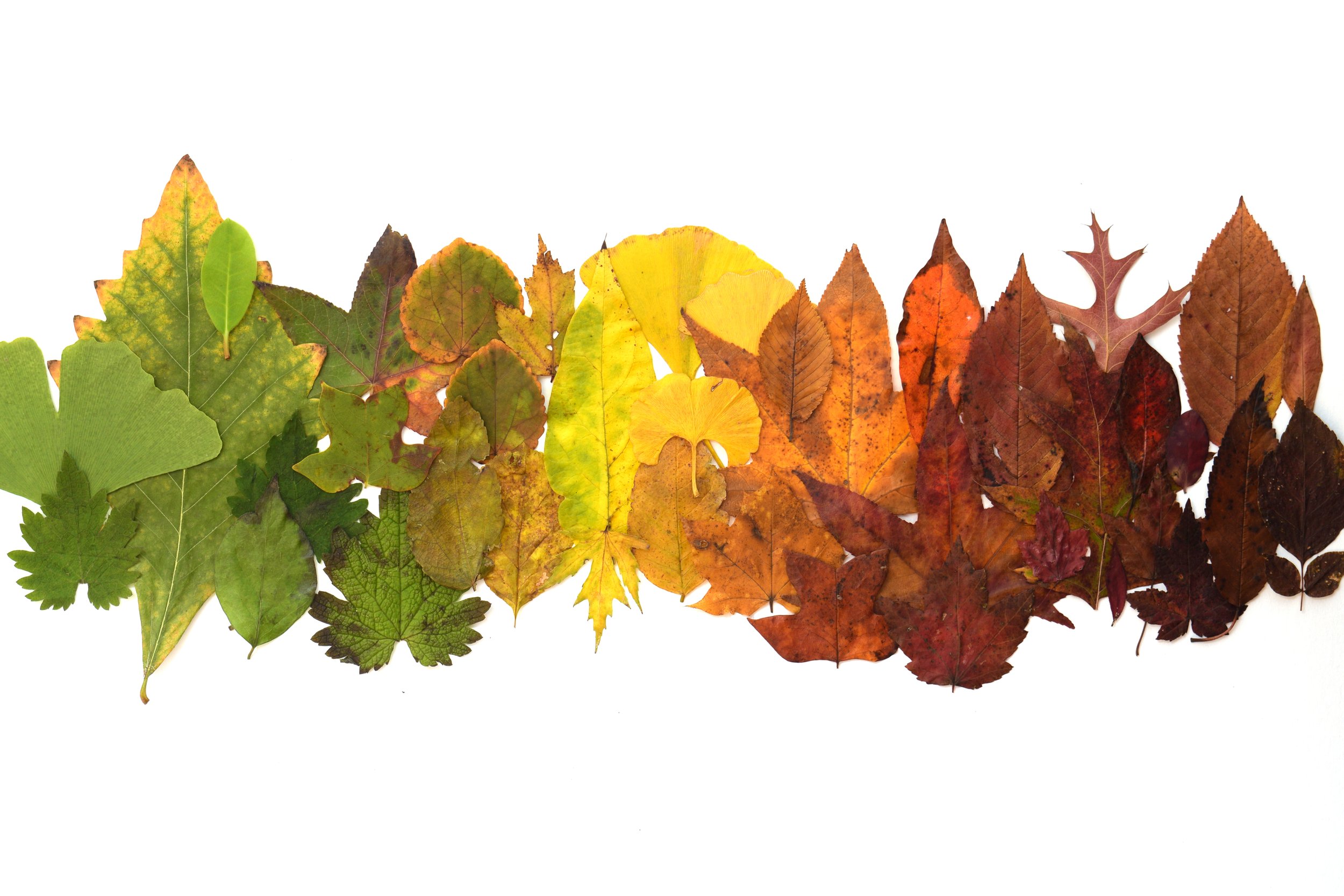 Frick Park Ombre Leaves.jpg