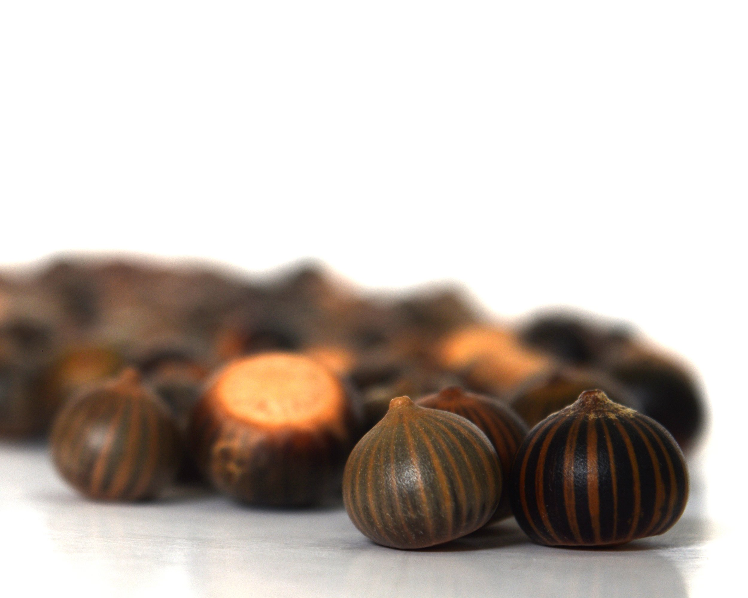 Striped Acorns - Colfax.jpg