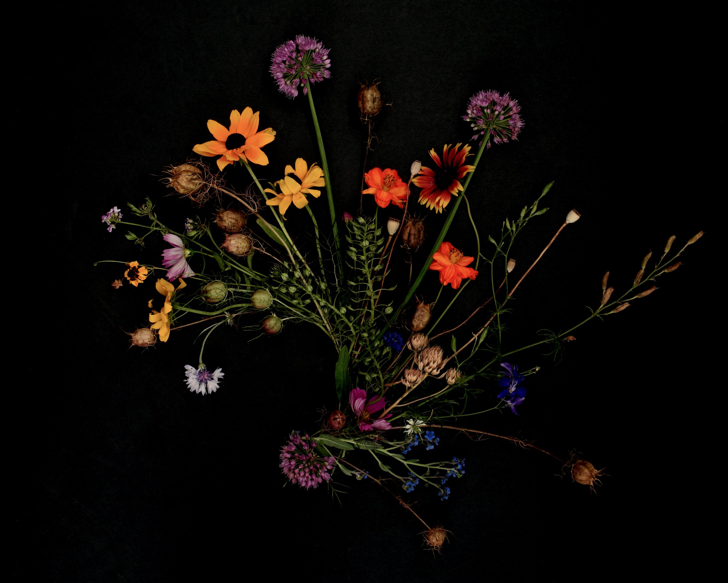 Wygonik Wildflowers