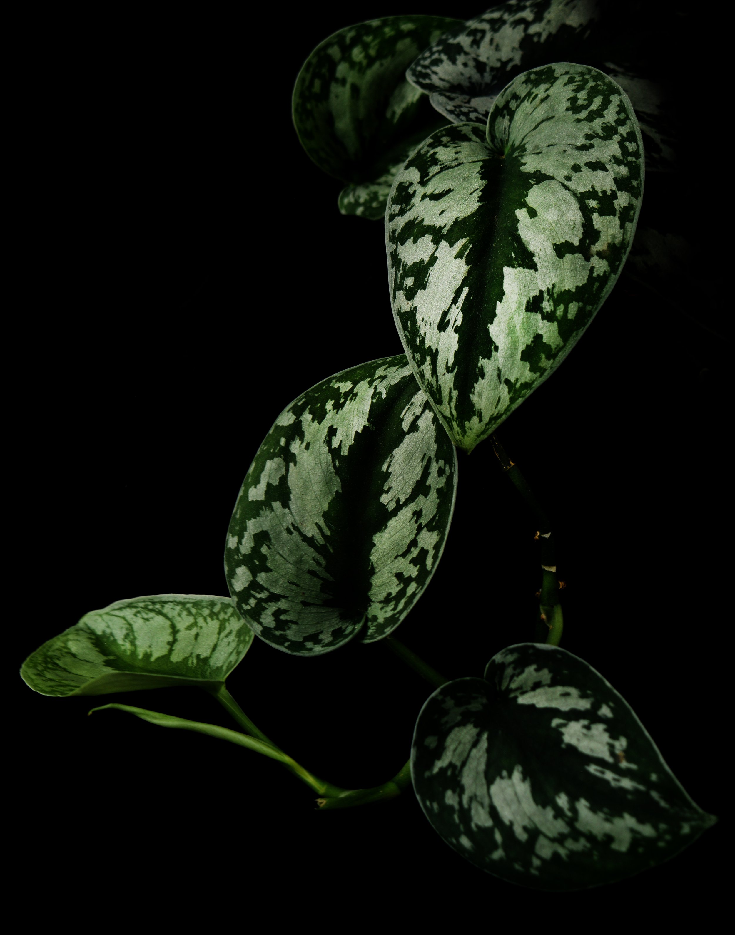 Satin Pothos.jpg