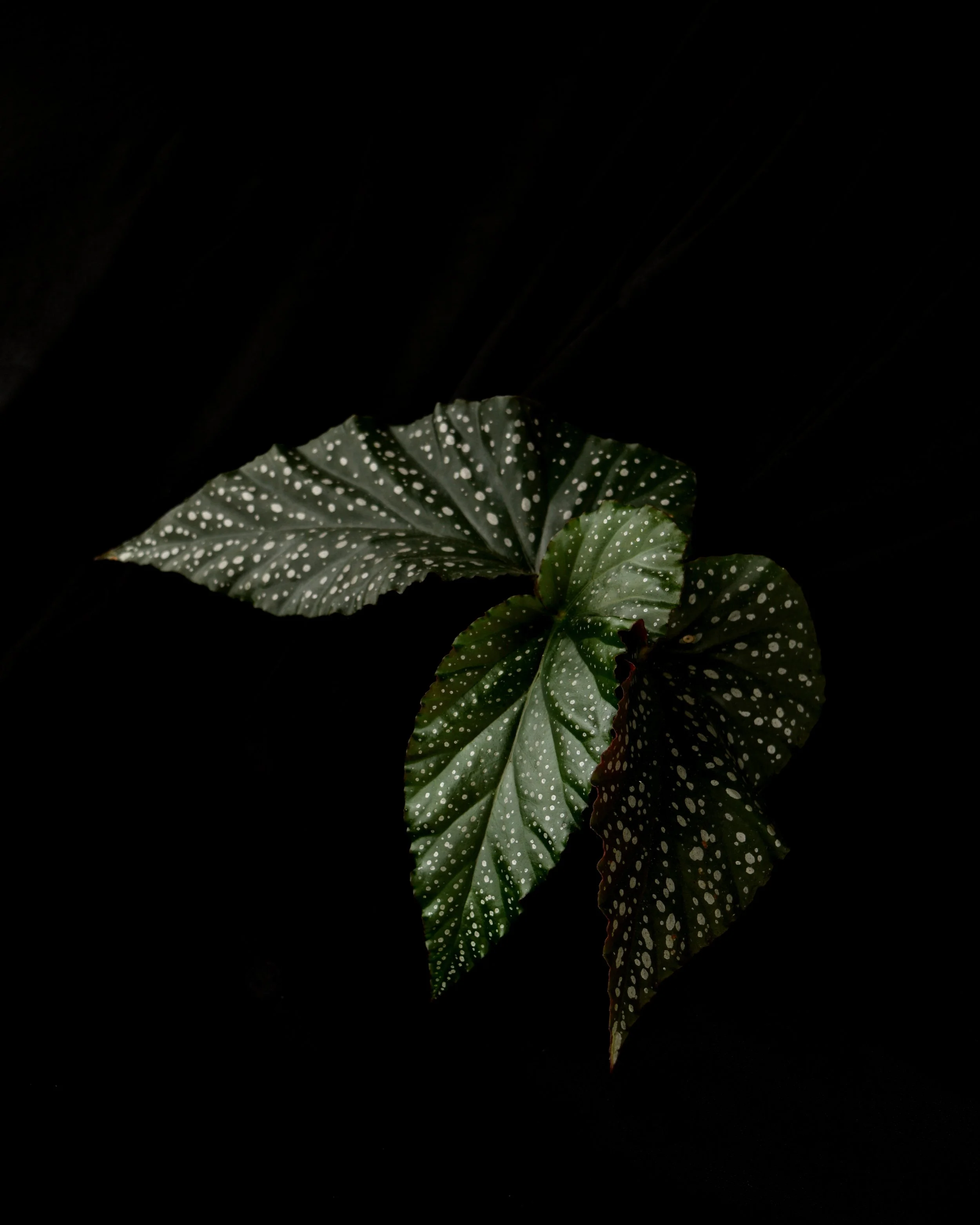 Angel Wing Begonia