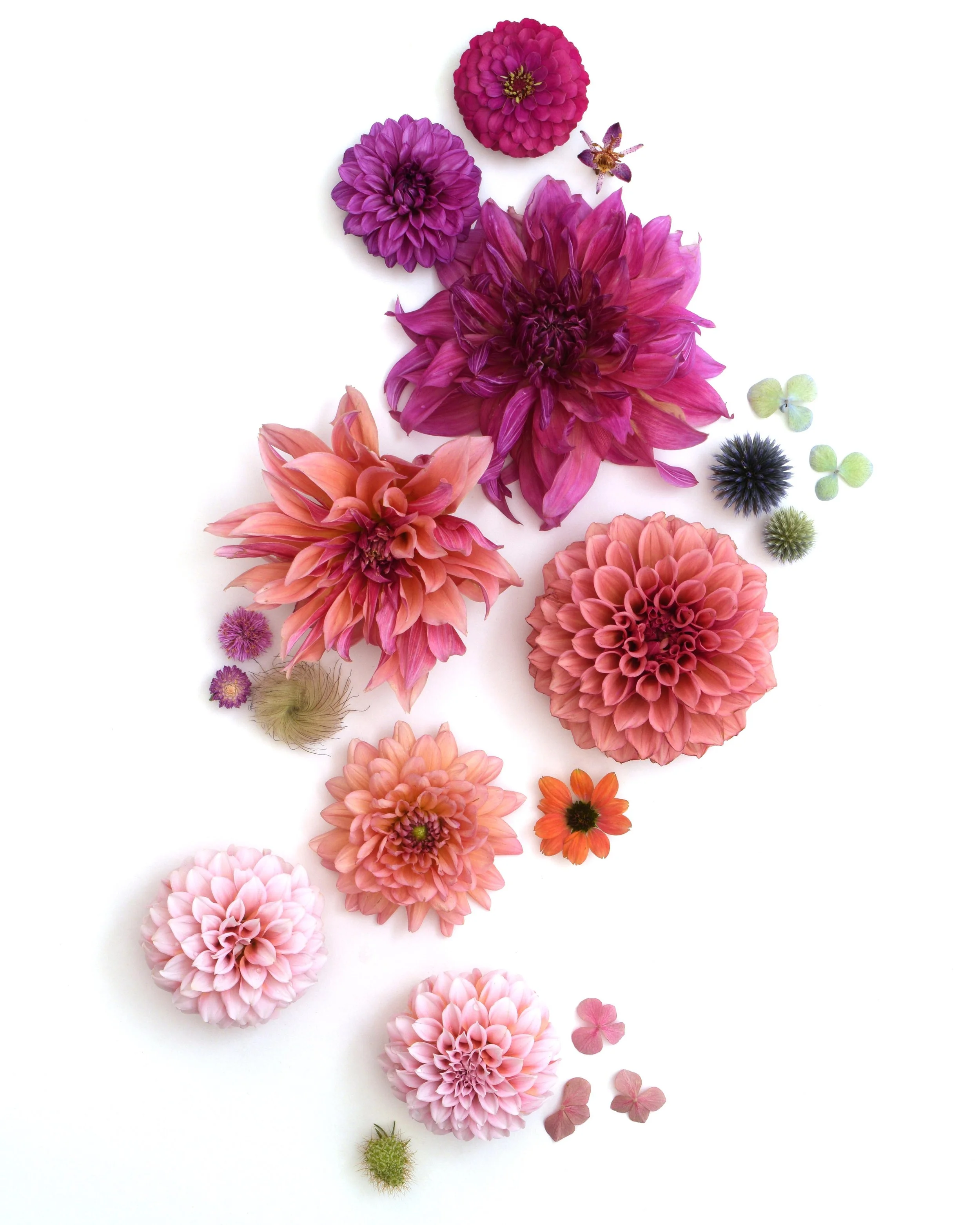Dahlias on White Low Res.jpg