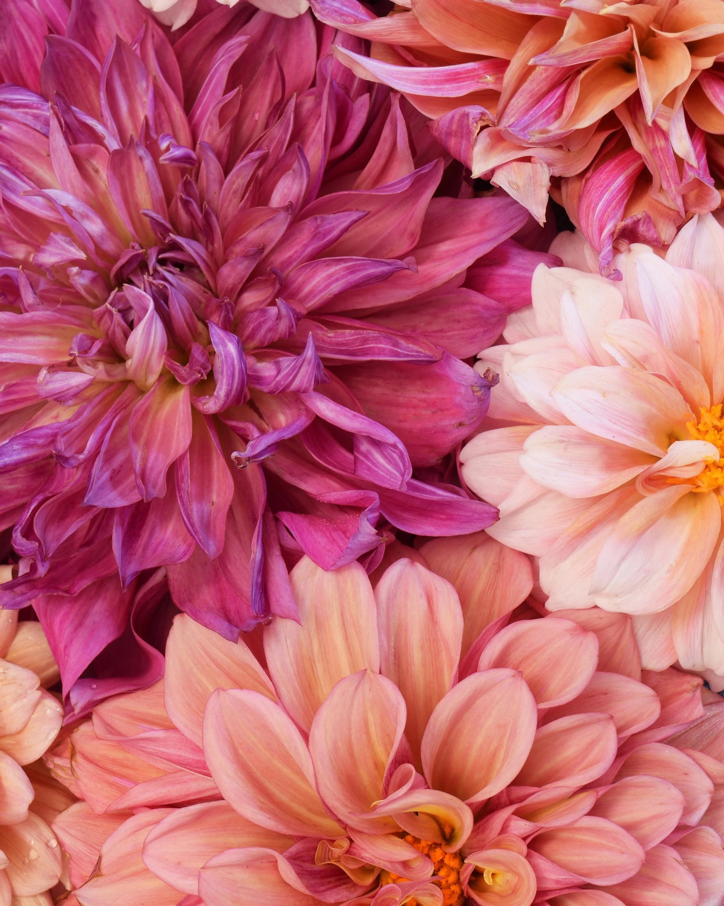 Dahlia Group Low Res.jpg