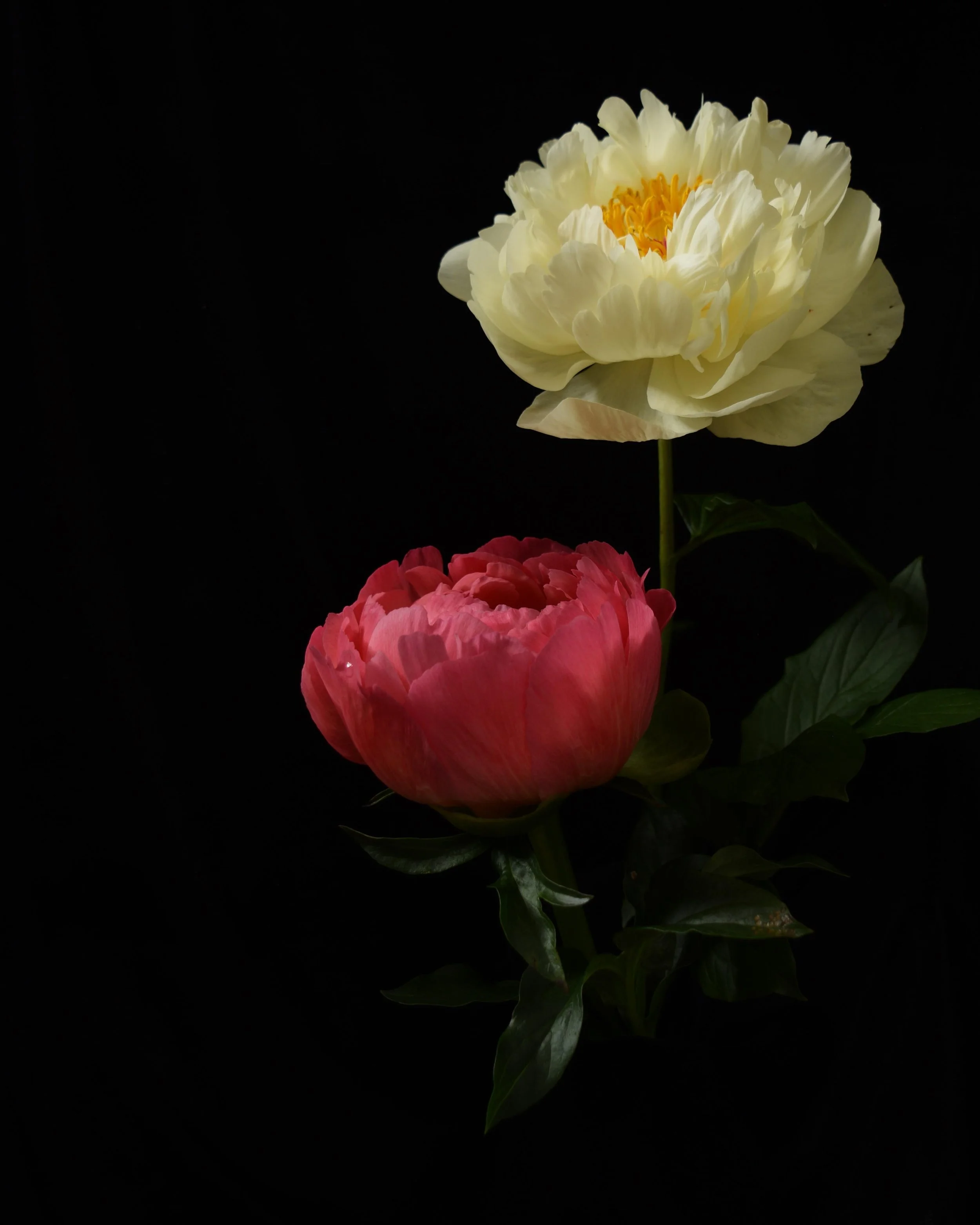 Double Peony Low Res.jpg