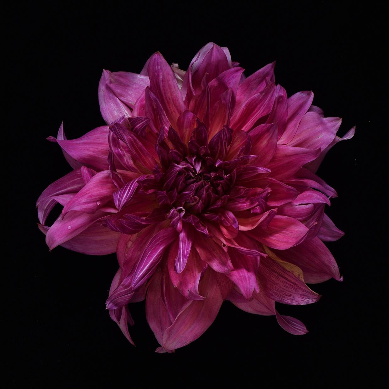 Fuschia Dahlia on Black Low Res.jpg