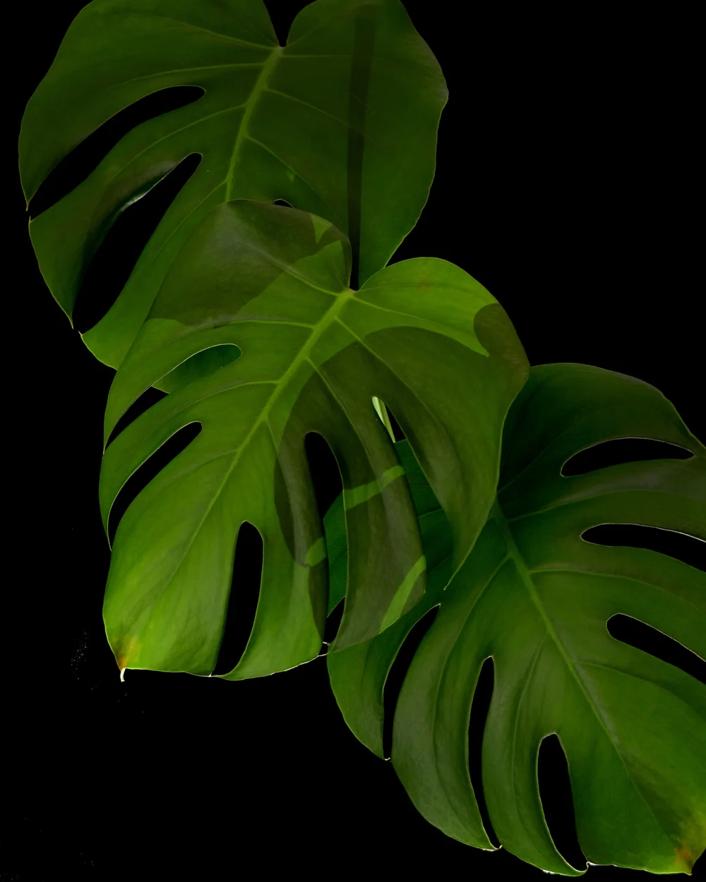 philodendron pastazanum silver Philodendron Pastazanum Silver | Uprooted main image 0