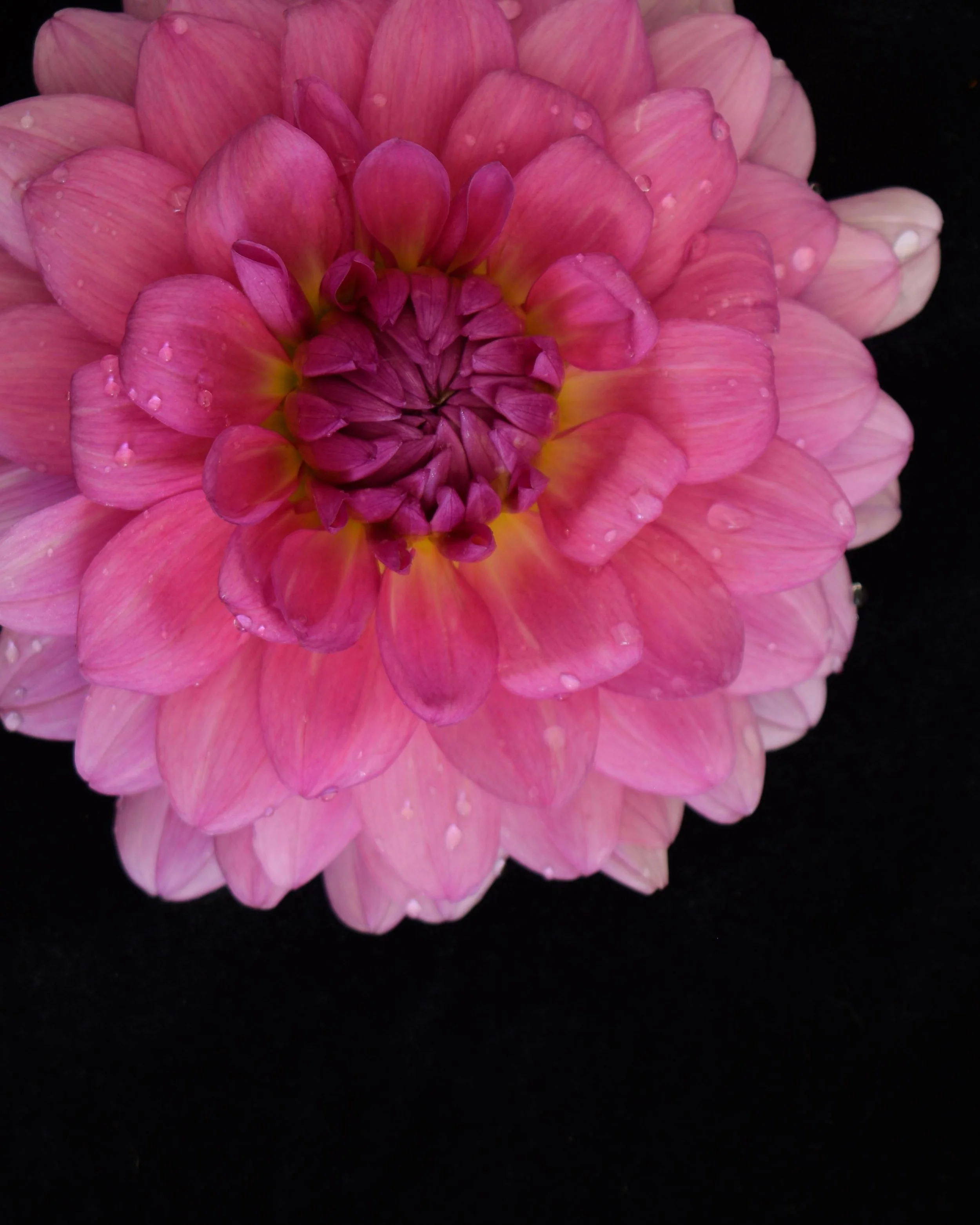 Pink Dahlia with Droplets Low Res.jpg