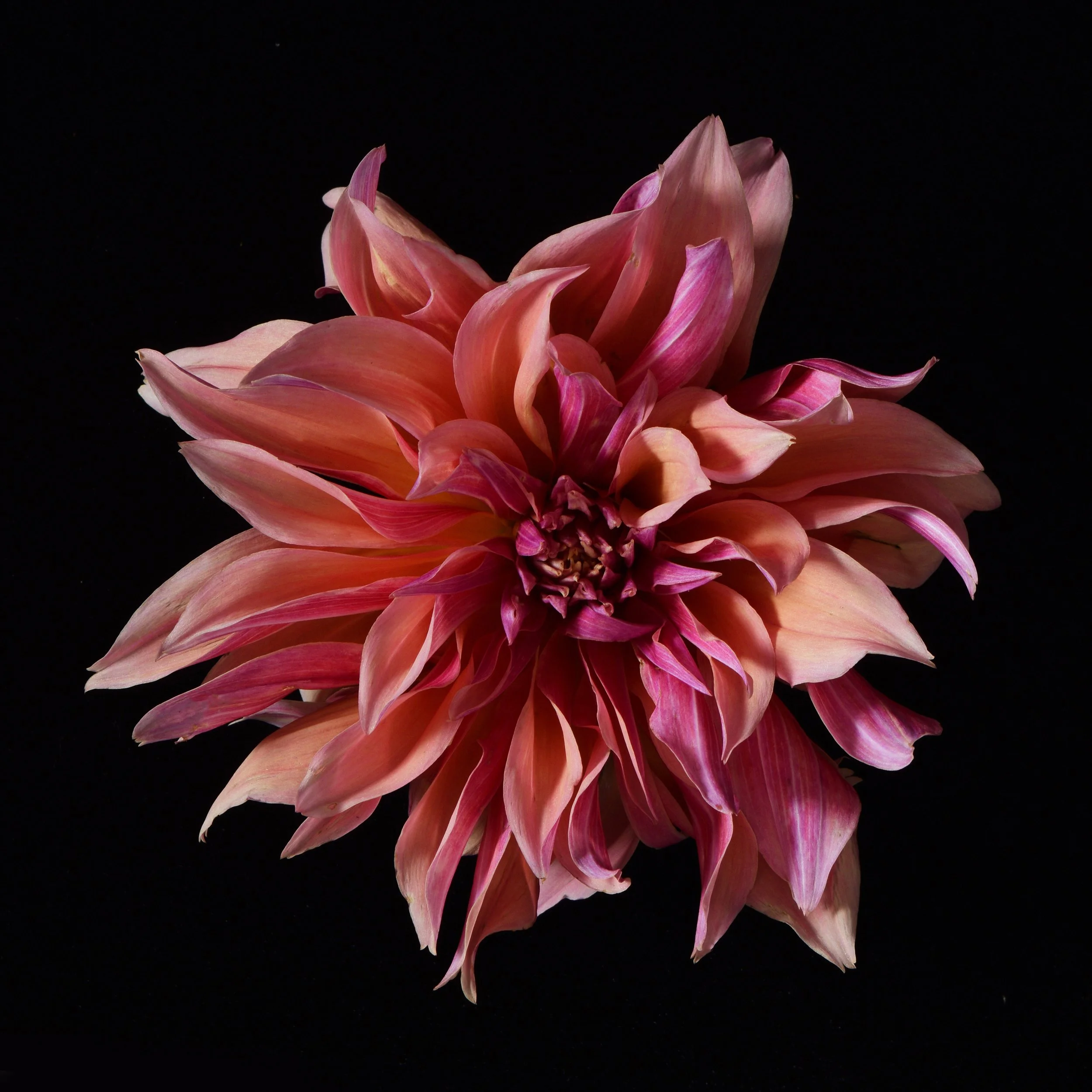 Pink Dahlia on Black Low Res.jpg