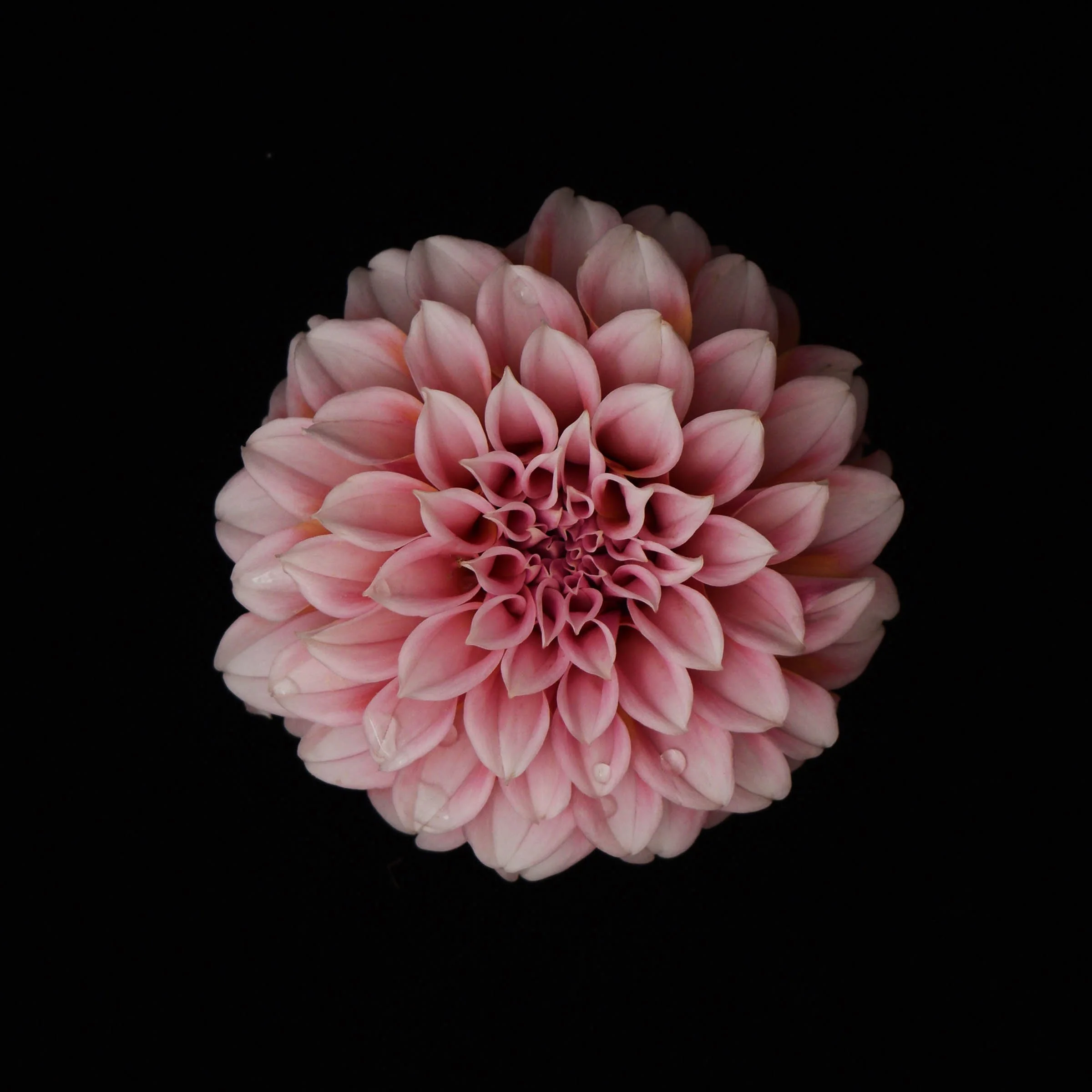 Powder Pink Dahlia 2 Low Res.jpg