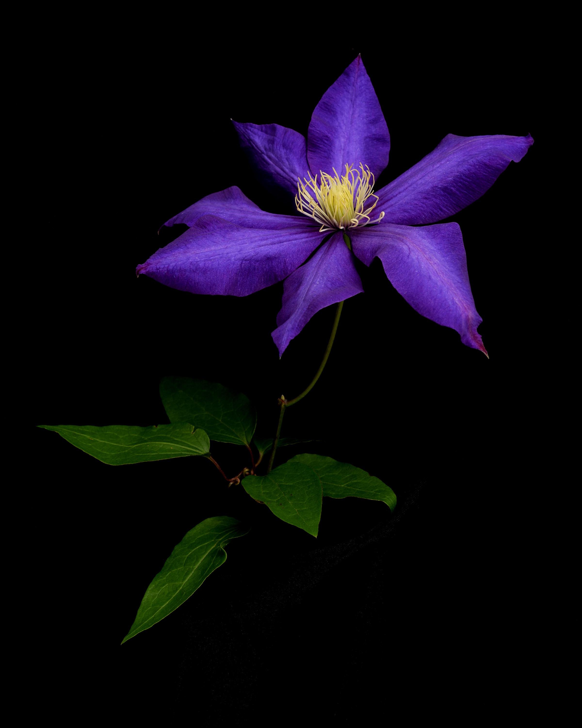 Clematis 2 Low Res.jpg