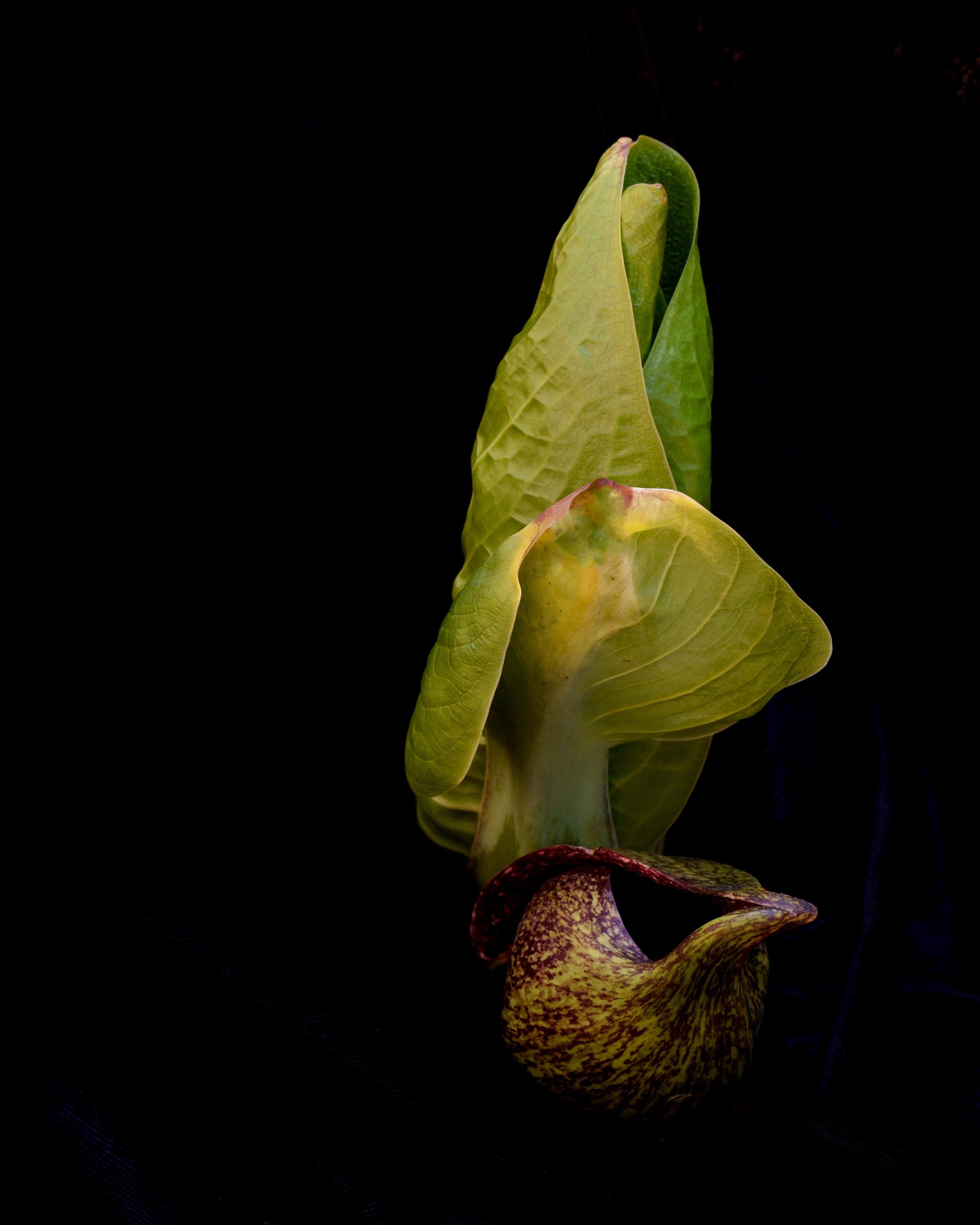 Skunk Cabbage 2 LoRes.jpg