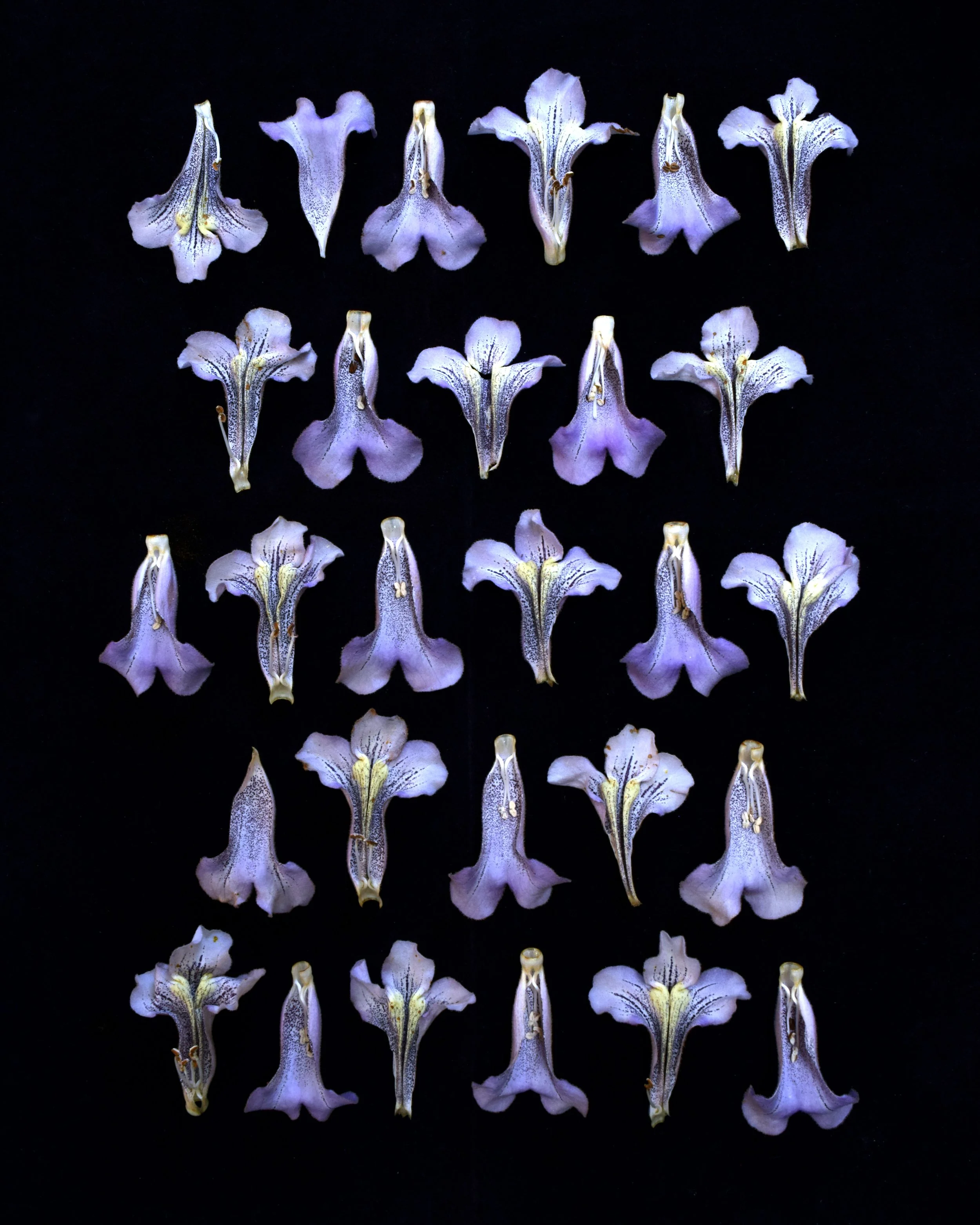 RoyalPaulownia.jpg