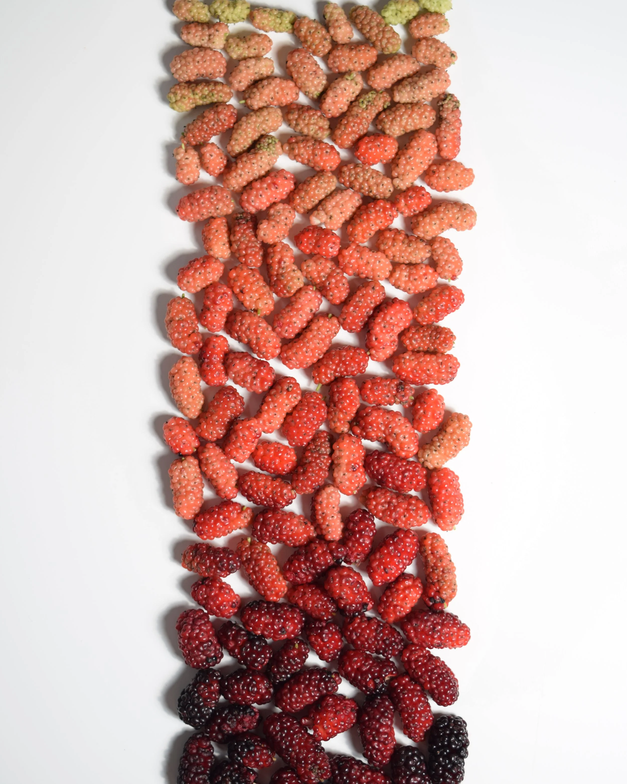 AngeloMulberries.jpg
