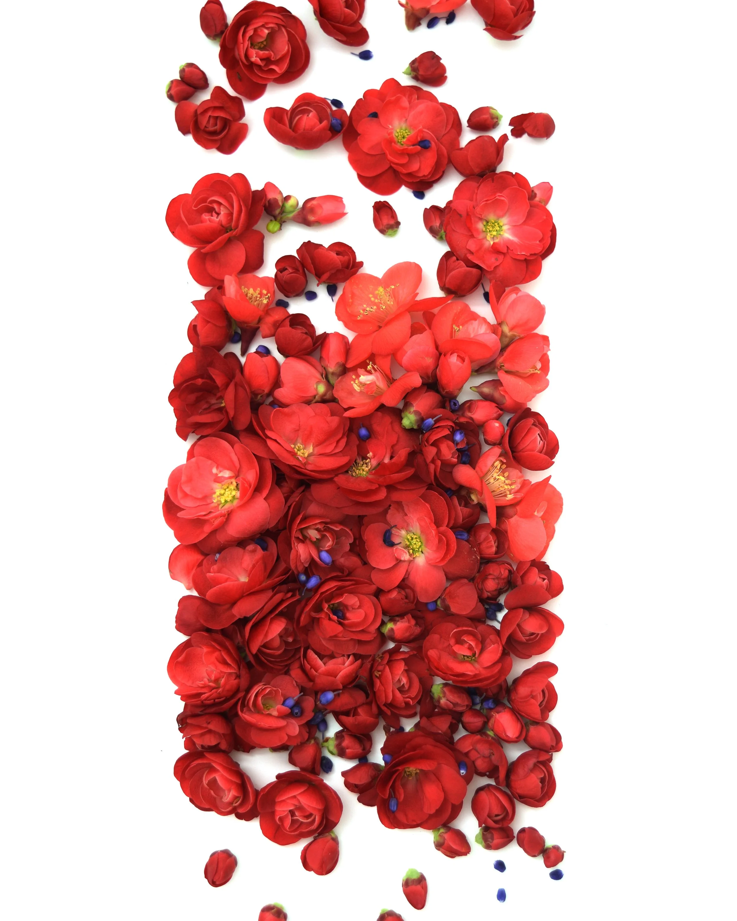 Red and Purple Shepherdstown.jpg