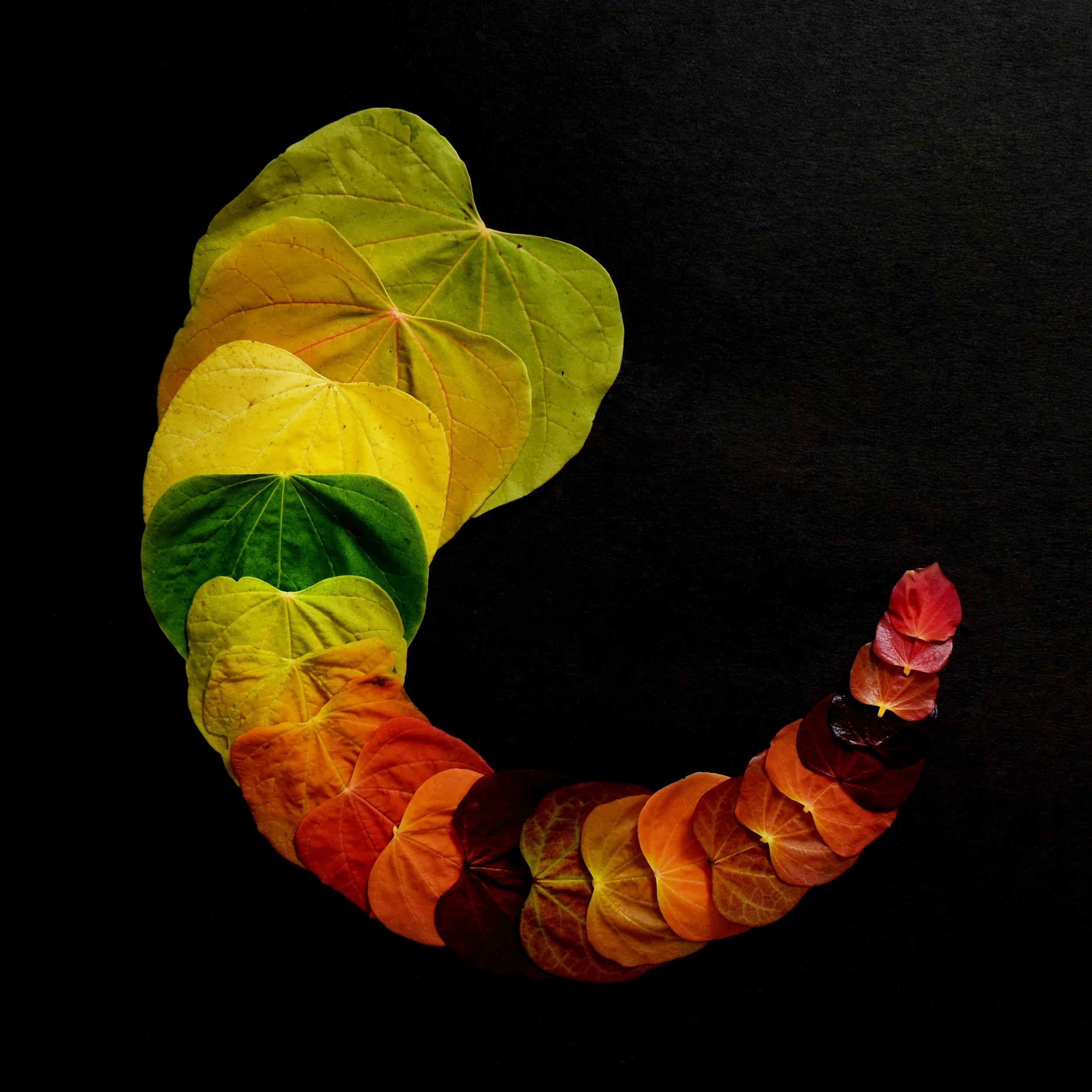 Sunrise Redbud Circle.jpg